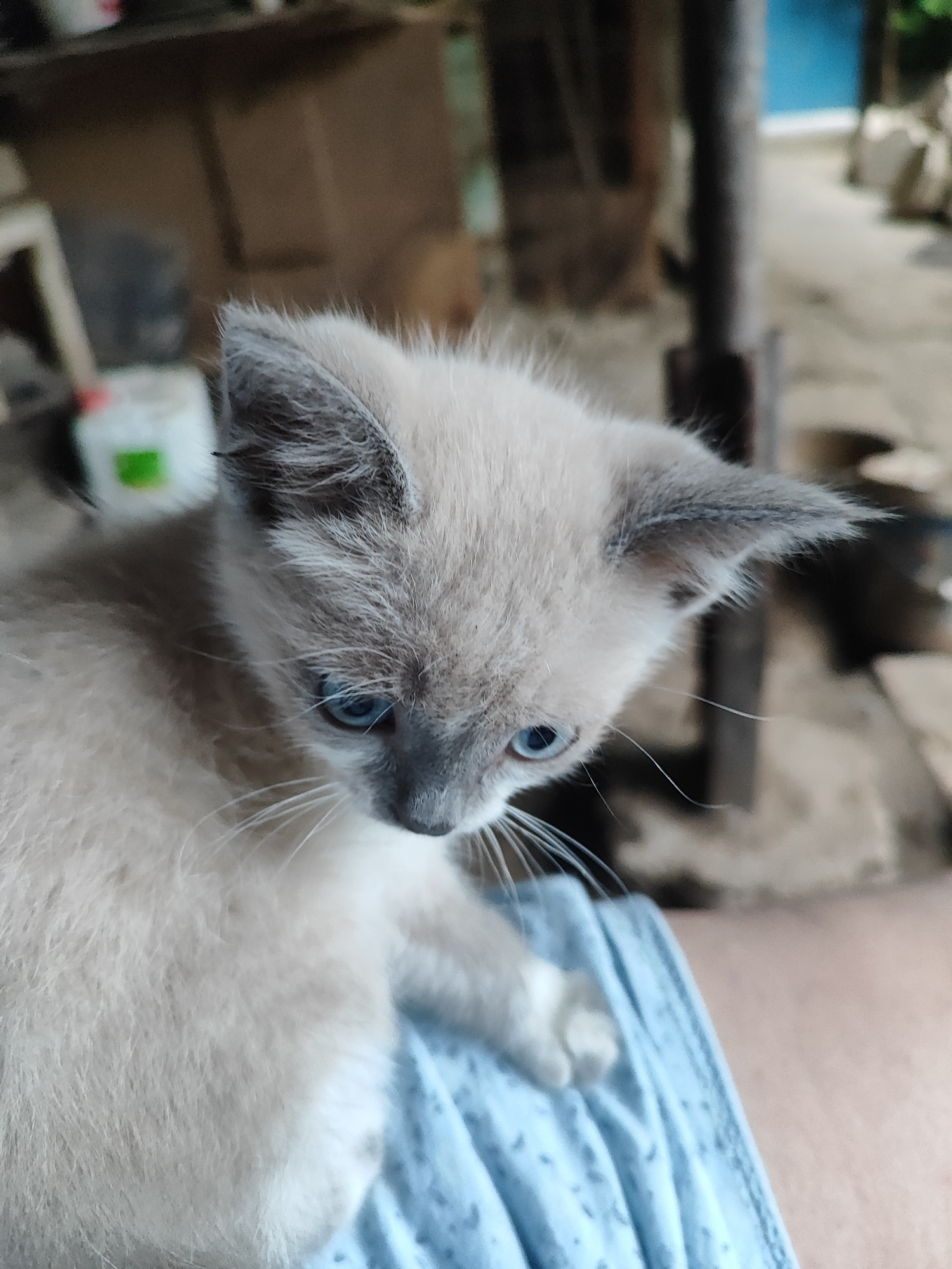 A close-up, eye-level, medium shot captures a light-colored kitten with striking blue eyes looking downwards. The kitten has grey-tipped ears and a light grey face, with the rest of its body being a pale cream color. Its white whiskers are prominent against its fur. The kitten is resting on a light blue, textured fabric, possibly a blanket or clothing, which drapes over a person's lap, only a portion of which is visible. The background is blurred and appears to be an outdoor or semi-outdoor setting, with hints of wooden structures, possibly a fence or shed, and some indistinct objects. The overall impression is of a domestic setting in Bishkek, Kyrgyzstan.