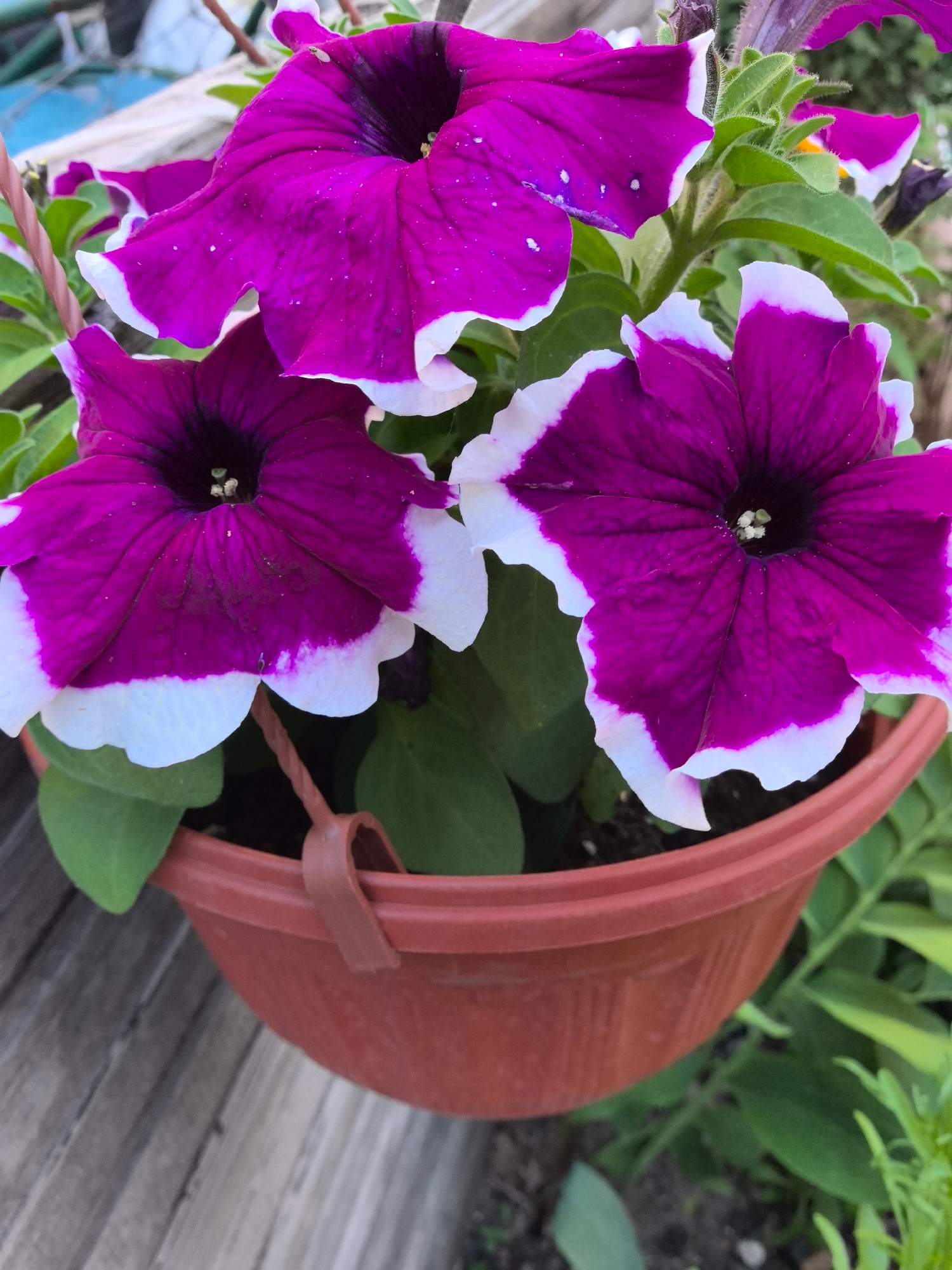 A close-up, eye-level shot showcases three blooming petunia flowers with deep purple petals edged in white, suspended in a brown plastic hanging planter. The planter is partially visible at the bottom of the frame, supported by a brown hook. The flowers are vibrant and detailed, with visible veins on their petals and fuzzy green leaves peeking out from behind them. The background is blurred, with hints of a wooden surface and foliage, suggesting an outdoor setting. The lighting is natural, highlighting the textures and colors of the flowers.