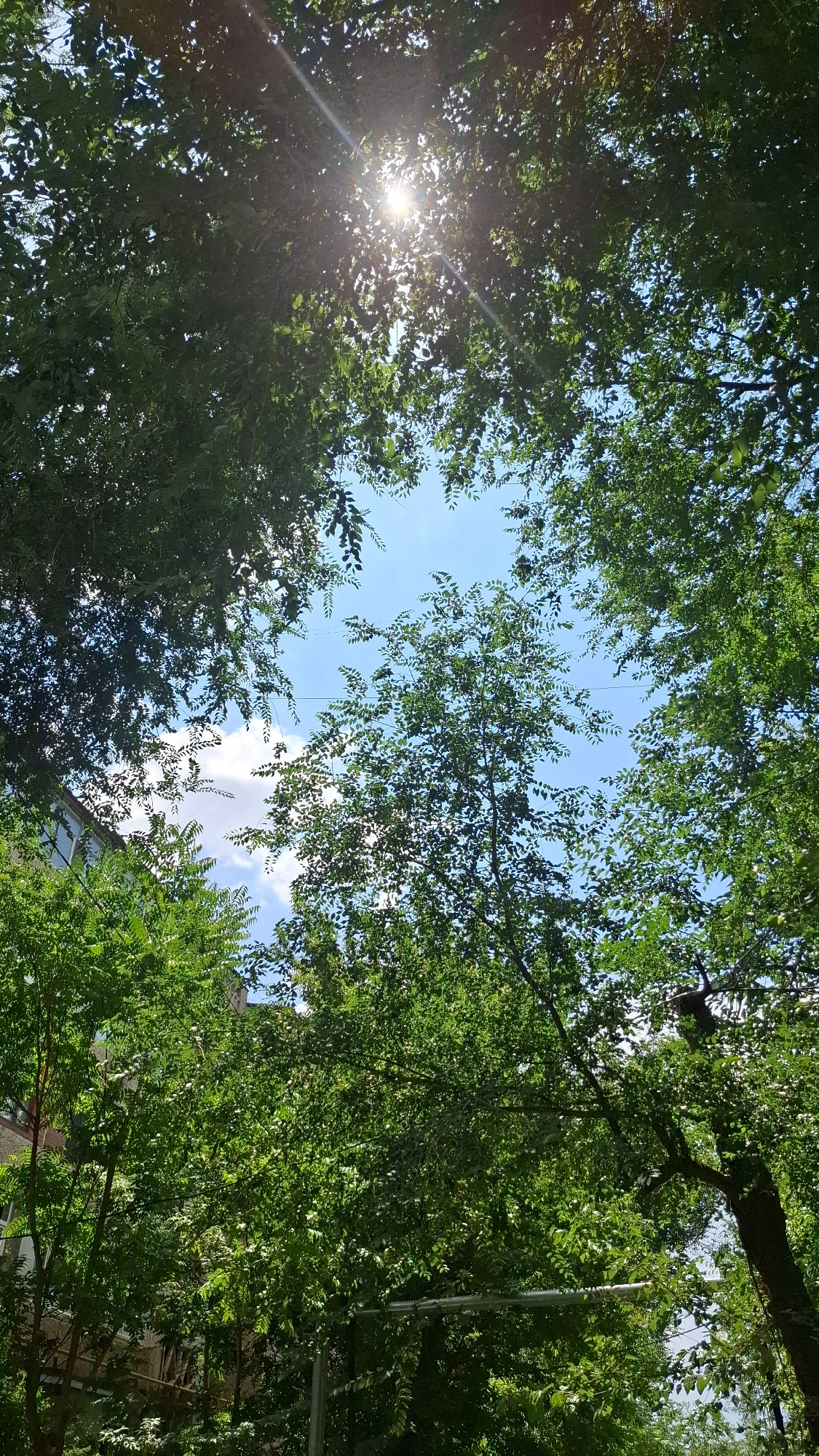 The image captures a perspective looking directly up through the dense green foliage of trees towards a bright blue sky with scattered white clouds. The sun is shining brightly, with visible sunbeams filtering through the leaves on the left side of the frame. The dense canopy of leaves forms a natural frame around the open sky.
In the lower right portion of the image, the top of a building with a brick facade and windows can be seen peeking through the trees, suggesting an urban or semi-urban setting. A metallic pole or structure is also visible amongst the greenery on the right. The overall scene evokes a feeling of warmth and a pleasant, sunny day. The time of day appears to be daytime, given the bright sunlight. There is no visible text in the image.
The setting is likely Shymkent, Kazakhstan, as indicated by the location context. The abundance of lush green leaves suggests it's either spring or summer.