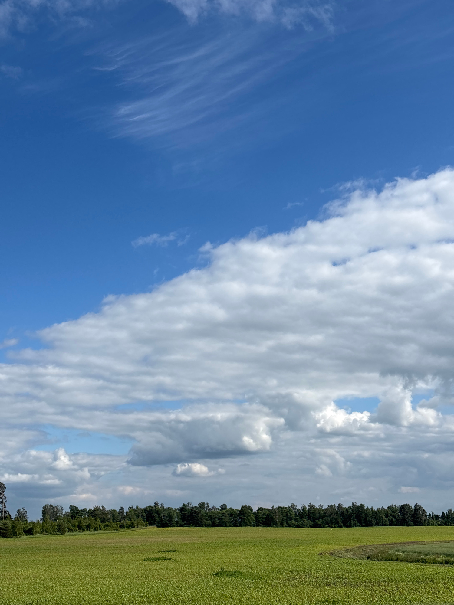 This media file captures a landscape scene that is oriented vertically. The upper portion of the image is dominated by a bright blue sky with scattered clouds. Some clouds are wispy and thin, appearing like streaks across the blue, while others are larger, puffier, and more dense, casting shadows on themselves. The lower portion of the image shows a vibrant green field, likely agricultural, stretching towards a line of dark green trees that form a dense border along the horizon. The field appears uniform in texture and color, suggesting it is covered in a crop. The overall impression is one of a bright, possibly warm, day. The lighting suggests it is daytime, perhaps late morning or early afternoon, given the brightness and cloud formations. The presence of an agricultural field and trees indicates a rural or semi-rural setting. There are no visible people, objects, or text in the image. The scene conveys a sense of natural tranquility and expanse.