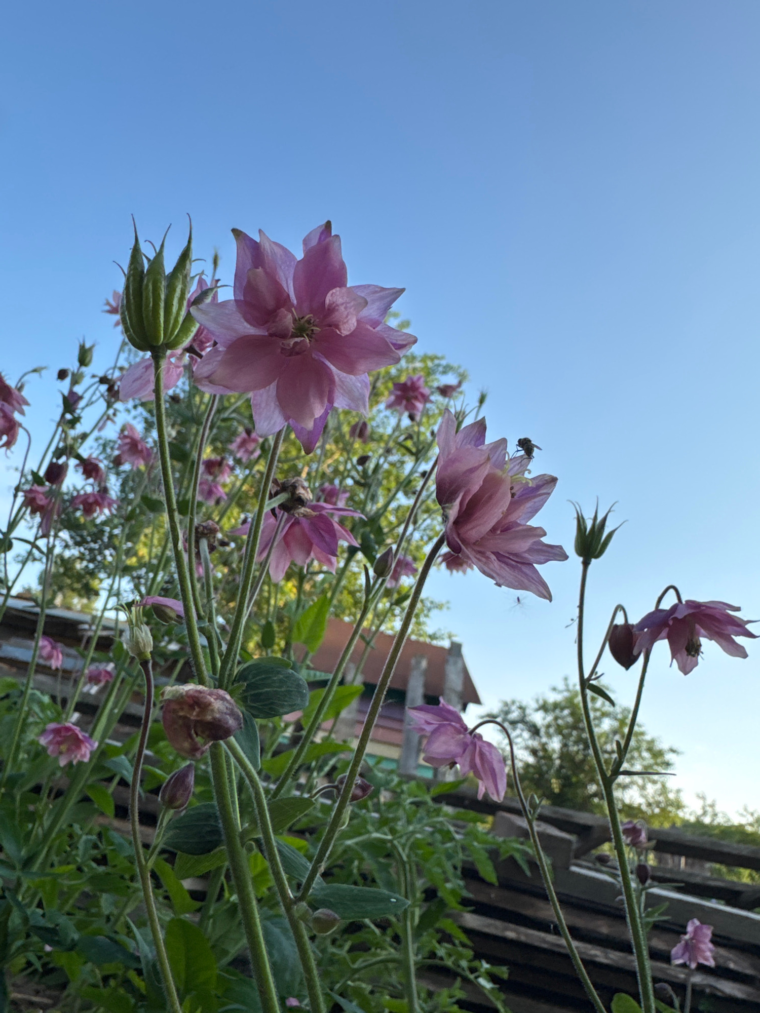 A low-angle shot captures a cluster of pink columbine flowers against a clear blue sky. The flowers are in various stages of bloom, with some fully open, others budding, and a few appearing to be drying out. One flower in the mid-ground hosts a small insect. In the background, a wooden fence and the roof of a building are visible amongst green foliage. The scene is set outdoors, likely in a garden, and the lighting suggests it is late afternoon or early morning. The location is identified as Вассята, Russia.