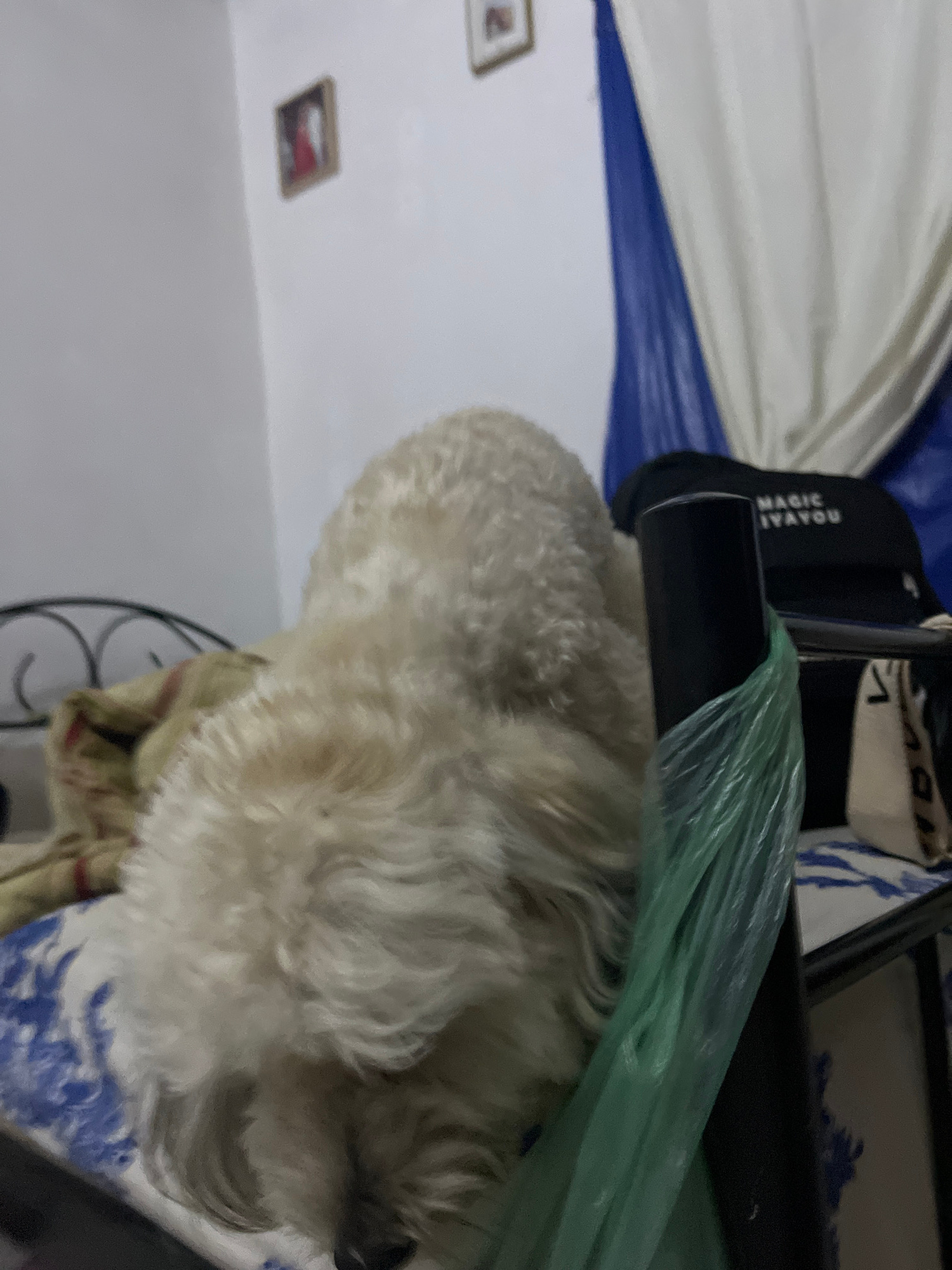 A fluffy, light-colored dog is resting on a bed with a blue and white patterned sheet. The dog's head is not visible, as it is buried in its fur. Behind the dog, a metal bed frame is visible. Further back, a black duffel bag with white lettering that appears to read "MAGIC IVAYOU" is propped up against a blue and white curtain. The wall behind the bed is white and has two framed pictures hanging on it. A green plastic bag is draped over a black pole in the foreground, partially obscuring the dog. The scene appears to be indoors, likely in a bedroom. The location is identified as Juan Griego, Venezuela.