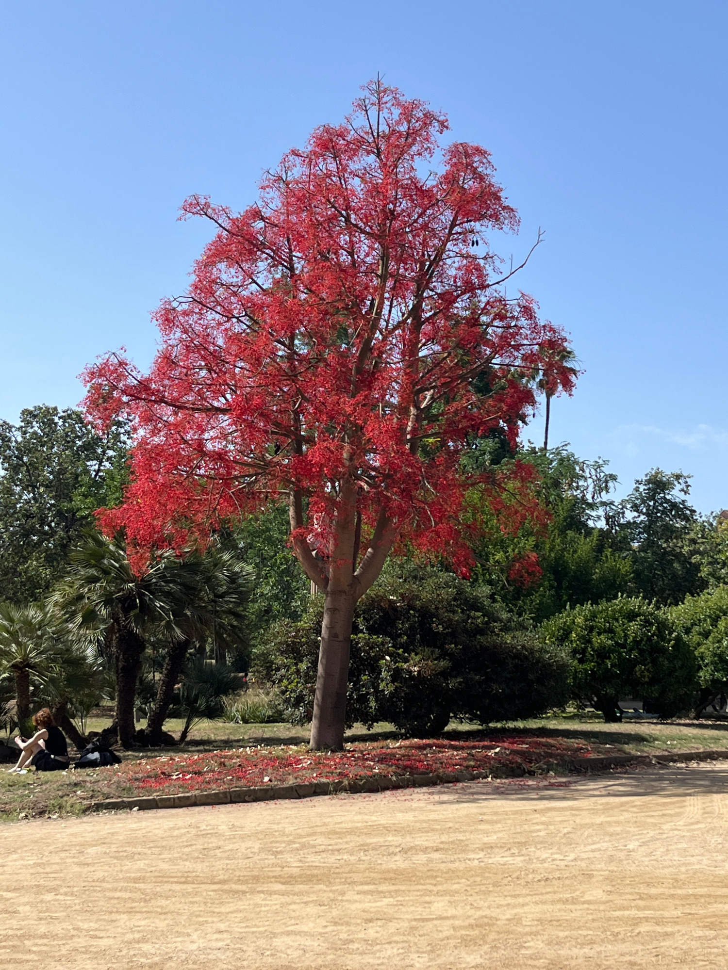 A wide-angle, natural light, full shot captures a vibrant red-flowered tree in the center of a park under a clear blue sky. The tree, with its trunk and branches, is laden with bright red flowers and is surrounded by lush green foliage including palm trees and other deciduous trees. Fallen red petals are scattered around the base of the tree and on the ground. In the lower left corner, a woman with curly brown hair, wearing a black dress and white shoes, sits on the grass with her legs crossed, looking down at a phone. She is accompanied by a black bag. The ground in front of the tree is a sandy path. The scene is a public park in Barcelona, Spain, likely Parc de la Ciutadella due to the presence of the flamboyant red-flowered tree which is characteristic of the park.