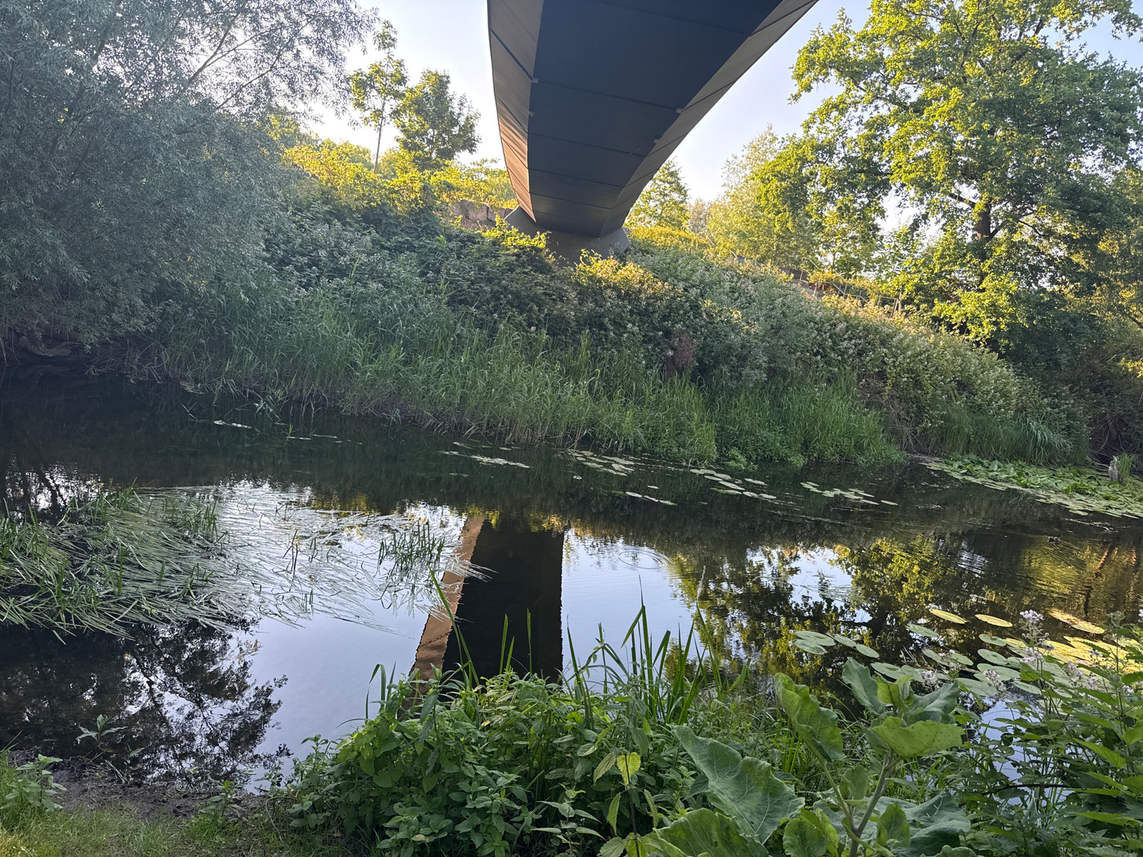 An elevated perspective shows a tranquil river flowing beneath a large, modern concrete bridge. The riverbanks are densely vegetated with lush green trees and undergrowth, reaching up towards the underside of the bridge. The water reflects the surrounding foliage and the sky, with lily pads dotting the surface in places. The scene is bathed in natural light, suggesting it is daytime.