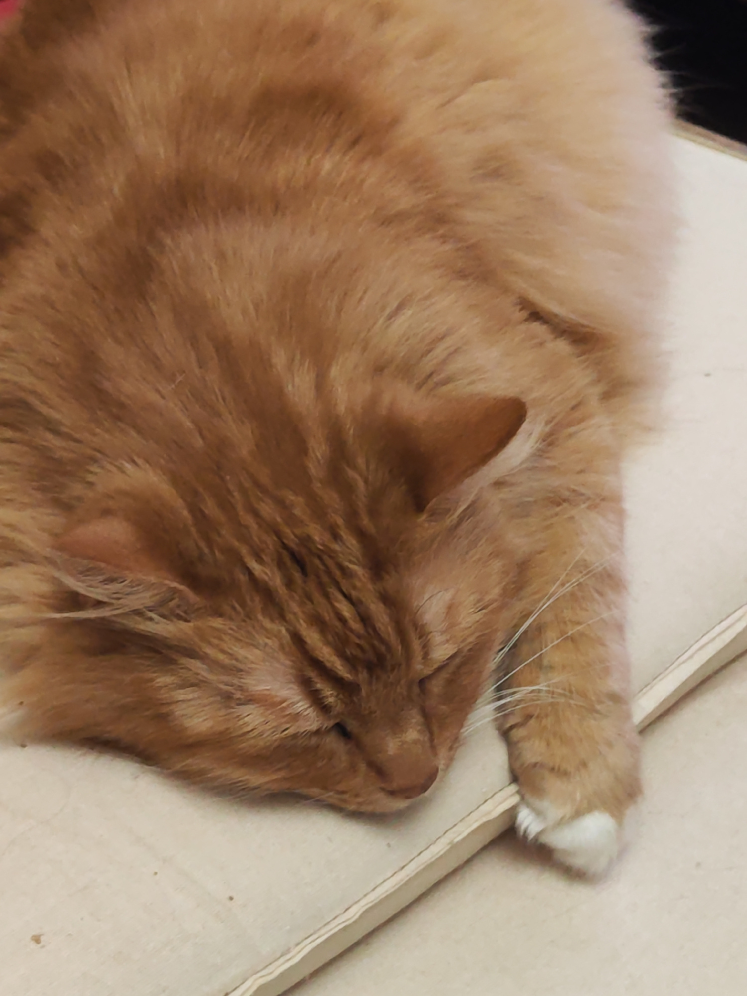 A ginger cat with white paws is sleeping on a light-colored surface that appears to be a piece of furniture or a box. The cat's eyes are closed, and its fur is fluffy. The scene is lit from above, creating soft shadows. The image was taken in the city of Pushkin, Russia.