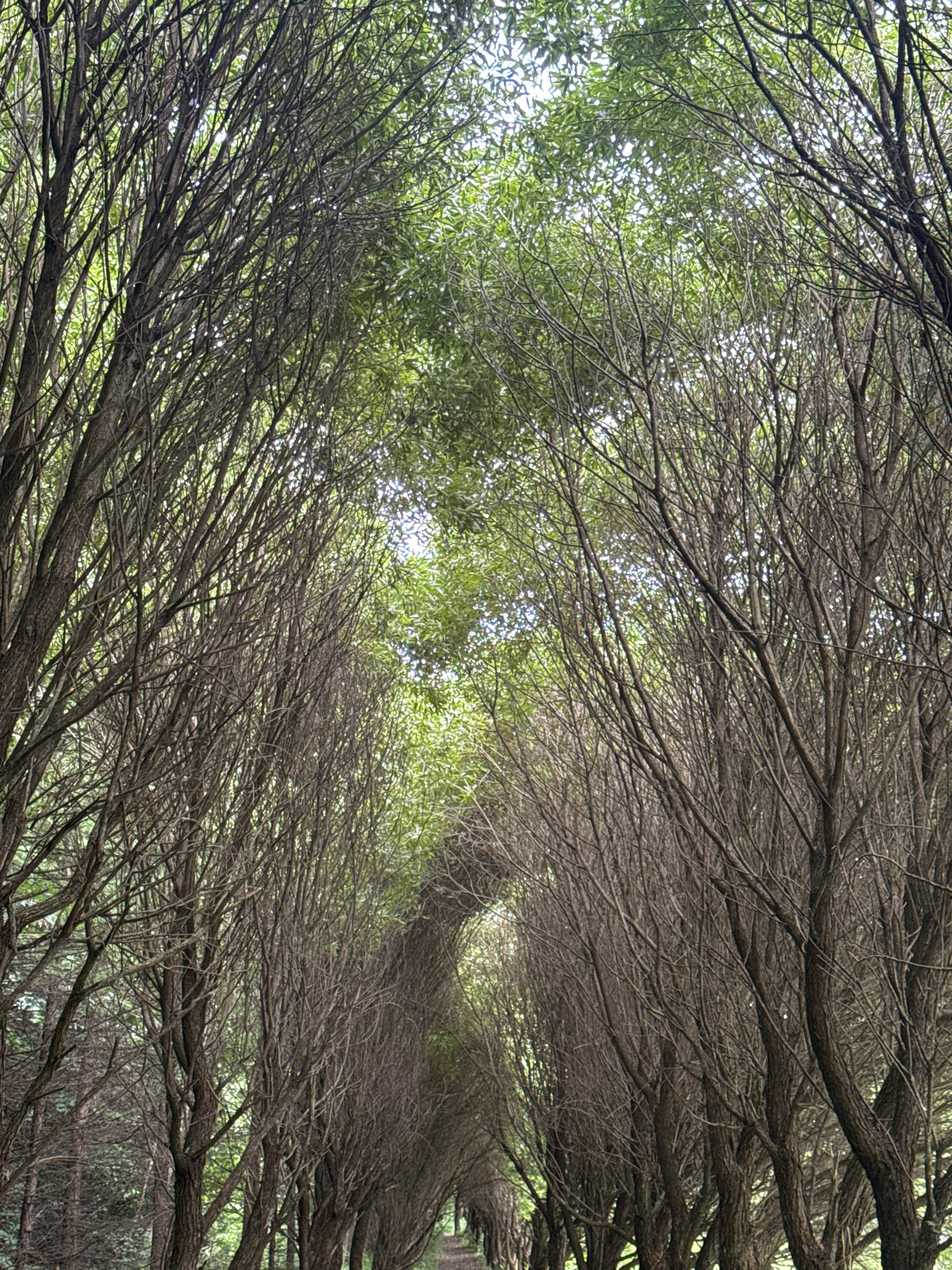 The image shows a pathway lined by trees with dense, intertwined branches, forming a natural archway overhead. The trees on the left appear to have more foliage, while those on the right are mostly bare, with only a few scattered leaves. The pathway recedes into the distance, creating a sense of depth and leading the viewer's eye into a dimly lit, arboreal tunnel. The sky is visible through the canopy, with patches of bright light suggesting an overcast day. The overall impression is one of a secluded, somewhat overgrown natural space. This scene is likely a park or forest area within Moscow, Russia, though a specific location is not identifiable from the image alone. There are no people or identifiable objects present in the image.