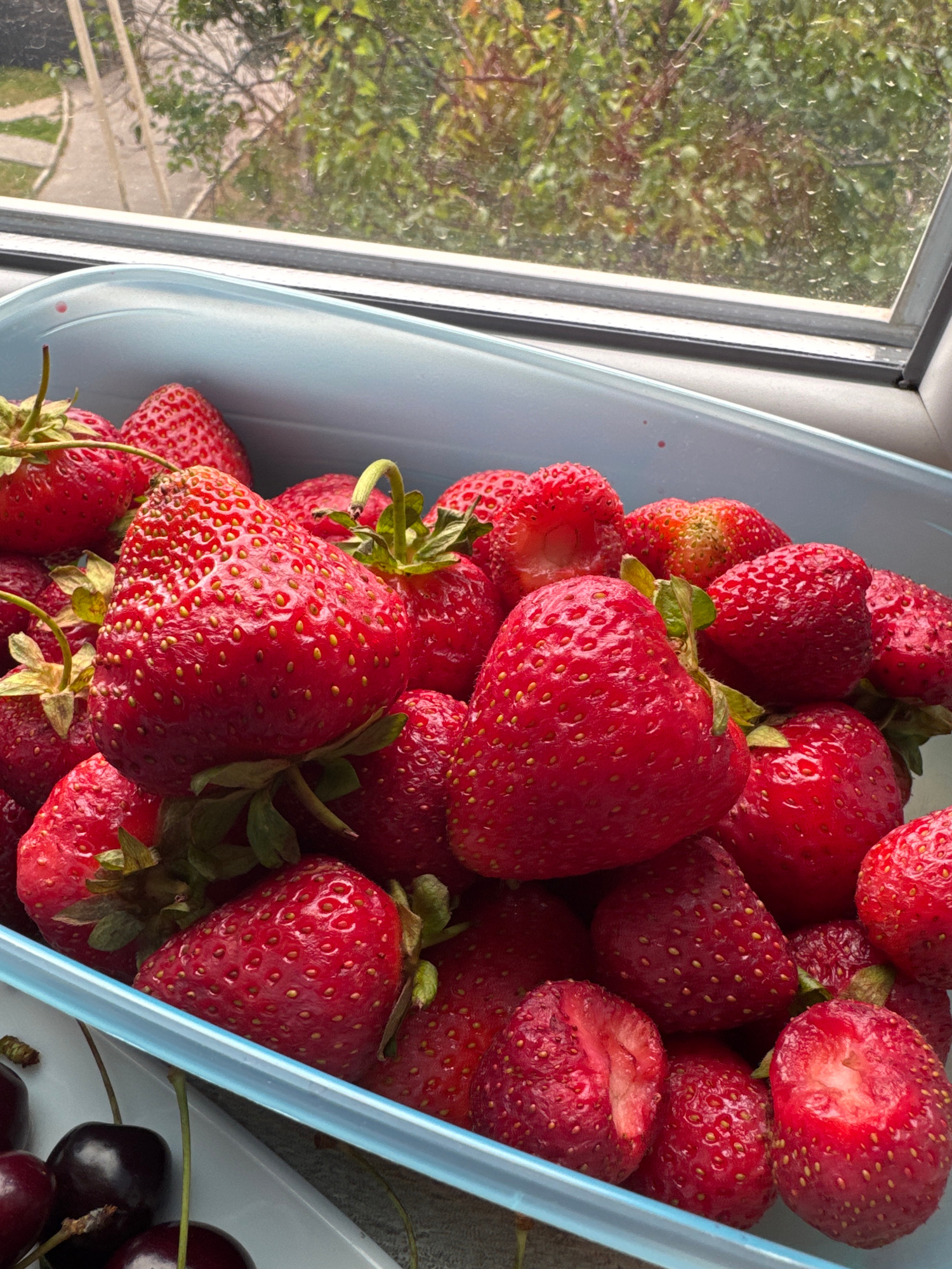 A close-up, high-angle shot captures a light blue plastic container filled with ripe strawberries. The strawberries are a vibrant red, with visible seeds and green stems. Some strawberries are whole, while others have been partially eaten, revealing their white interior. In the lower left corner of the frame, a small section of a white tray holds dark cherries. The container is positioned on a windowsill, with a blurred background of green foliage and tree branches visible through a window with raindrops on the glass. The scene appears to be indoors, near a window.