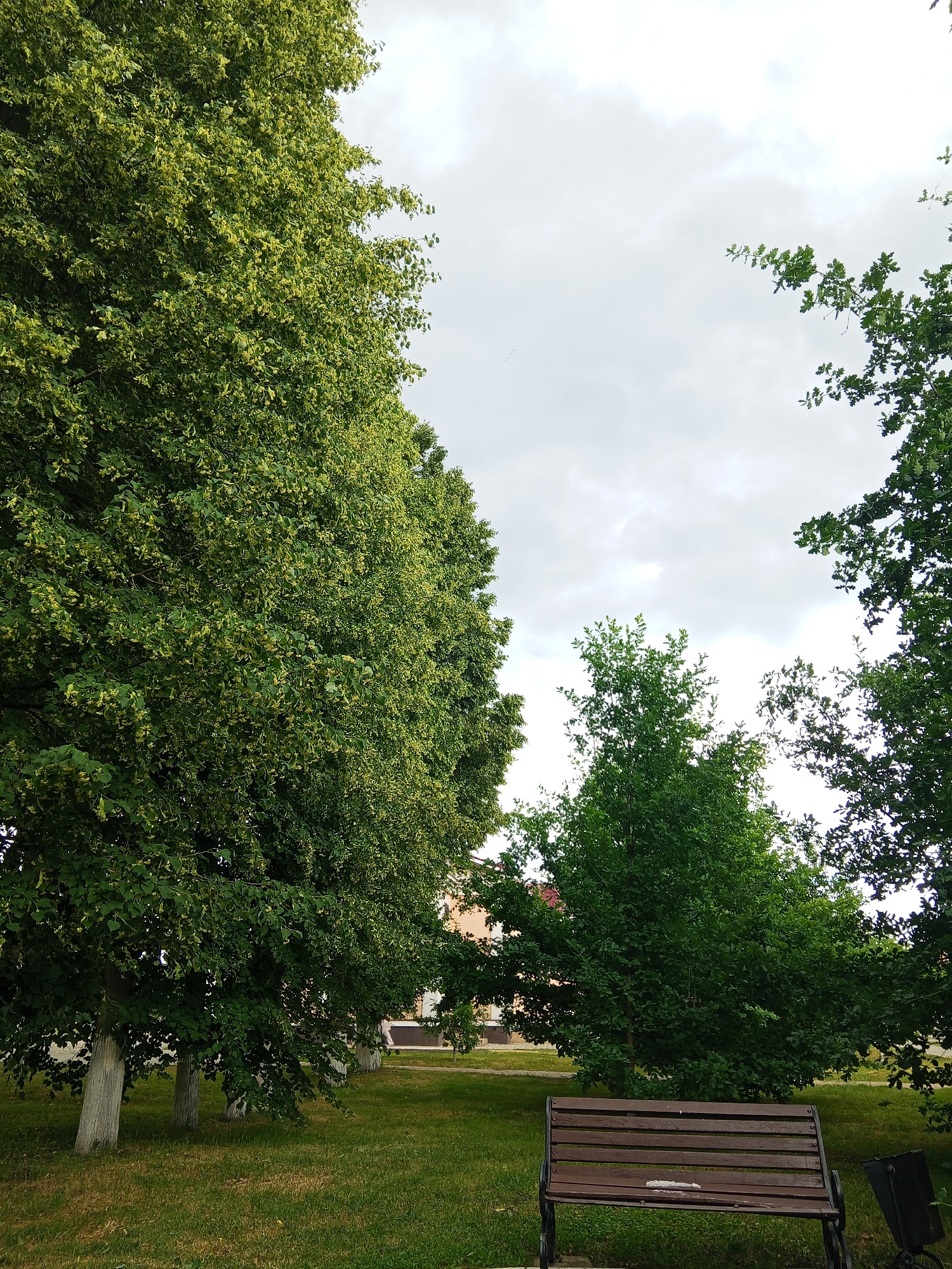 A medium shot captures a park setting with lush green grass and several large trees. In the foreground, a wooden park bench with dark brown slats and black metal legs sits on the grass. To the right of the bench, a dark trash receptacle is partially visible. Behind the bench, the ground slopes gently upwards, with more trees and a building visible in the background. The trees are dense with green foliage, and some have light-colored trunks. The sky above is overcast and pale gray. The scene appears calm and peaceful, likely during the daytime with diffused light. The location is suggested to be Panino, Russia.