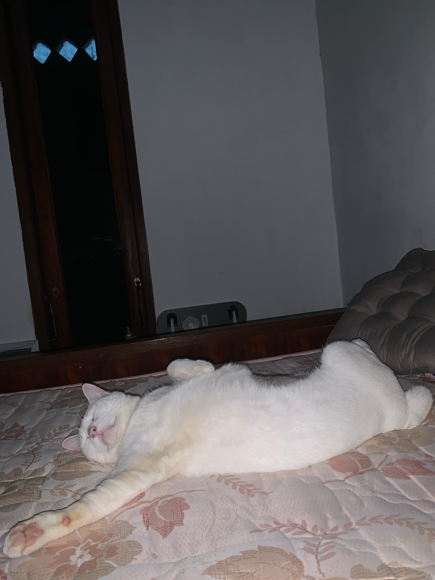 A white cat is sleeping on a bed with a patterned comforter. The cat is lying on its back with its paws outstretched and its eyes closed. Its mouth is slightly open, revealing its pink tongue. The cat's fur is white, and it has a pink nose and ears. The bed is in a room with a dark wooden frame around it. There is a window to the left of the bed with blue glass panes. The wall behind the bed is gray. The overall scene suggests a relaxed and comfortable atmosphere. The image does not contain any elements that would specifically indicate a location in Sukawati, Indonesia.