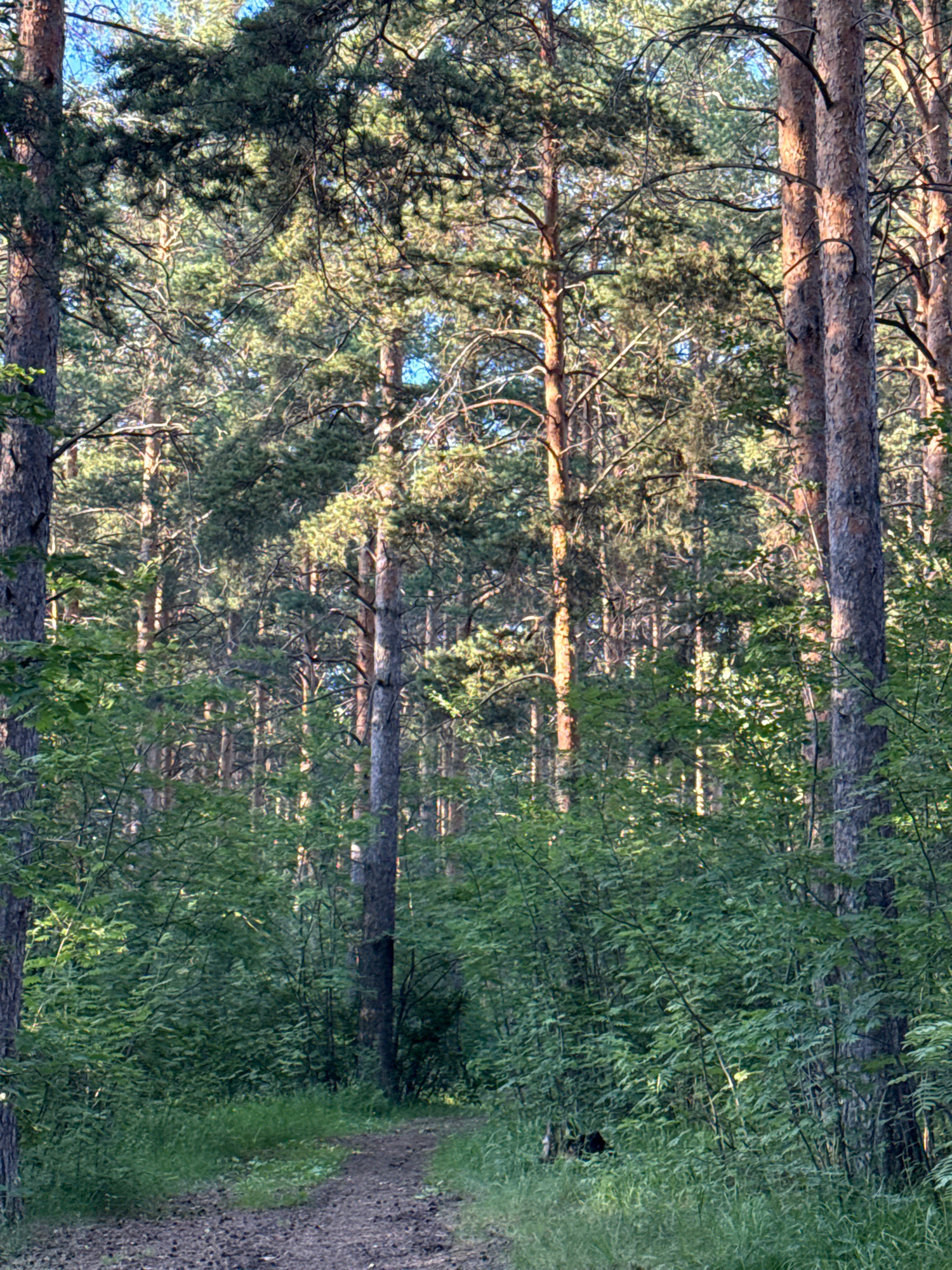 The image depicts a dense pine forest with a dirt path winding through it. The trees are tall and slender, with thick green foliage and rough bark. Sunlight filters through the canopy, creating dappled patterns on the ground and illuminating parts of the forest. The path is covered in dirt and pine needles. The overall impression is one of a natural, tranquil environment. This image does not provide any information to determine its location in the city of Yekaterinburg, Russia.