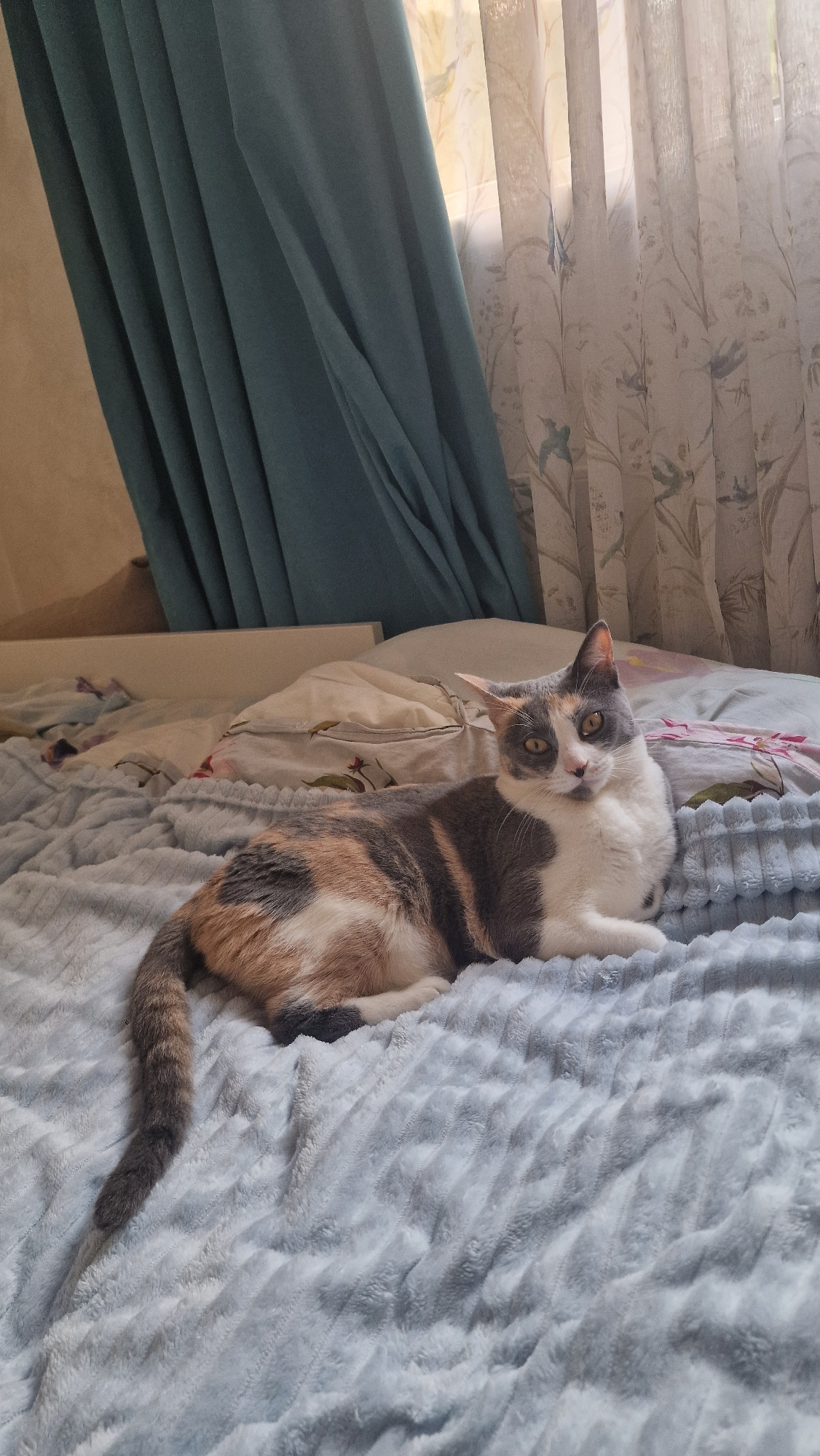 The image shows a calico cat lying on a bed covered with a fluffy, light blue blanket. The cat is mostly white with patches of grey and ginger. It is looking up at the camera with large, yellow eyes. The cat's body is partially obscured by the blanket, but its head and front paws are visible.
The bed is made up with patterned sheets and a dark teal curtain is visible to the left of the bed. Behind the bed, there are white blinds with a floral pattern that let in sunlight. The lighting suggests it is daytime.
The overall impression is one of comfort and relaxation. The cat appears to be content and at ease in its surroundings. The scene is likely indoors, possibly in a bedroom. The location context of Sochi, Russia, does not provide any specific visual cues in this image. There is no visible text in the image.