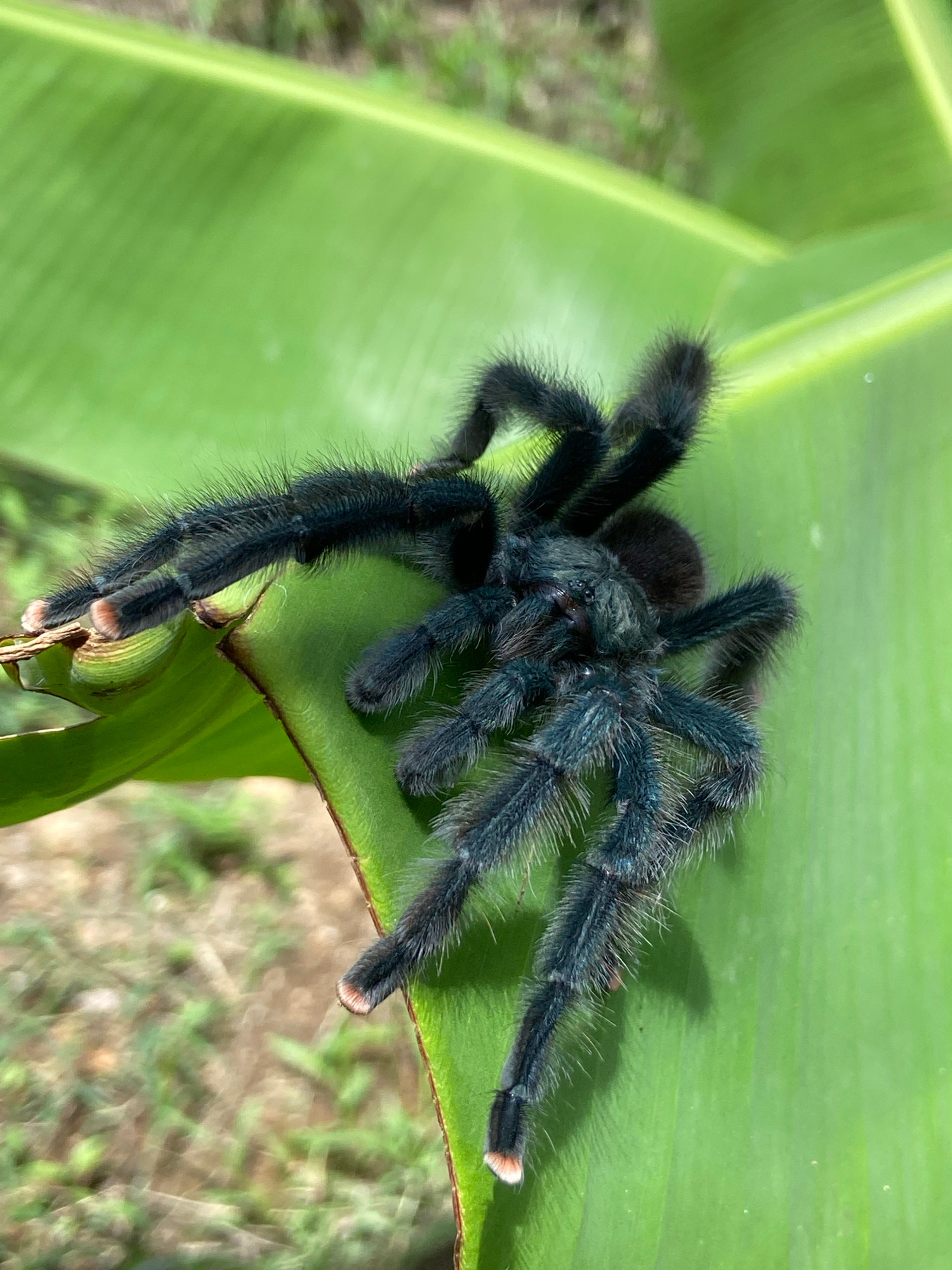 A close-up, eye-level, medium shot captures a large, dark blue tarantula resting on a vibrant green banana leaf. The spider's hairy legs are spread out, with its front two legs resting on the edge of the leaf. The leaf itself has a slightly torn edge where the spider is positioned. The background is blurred, showing hints of green foliage and brown earth, suggesting an outdoor, possibly humid, environment. The lighting is natural and bright, highlighting the iridescent blue hue of the tarantula's exoskeleton and the fine hairs covering its body. The scene appears to be in the city of Los Velásquez, Venezuela.