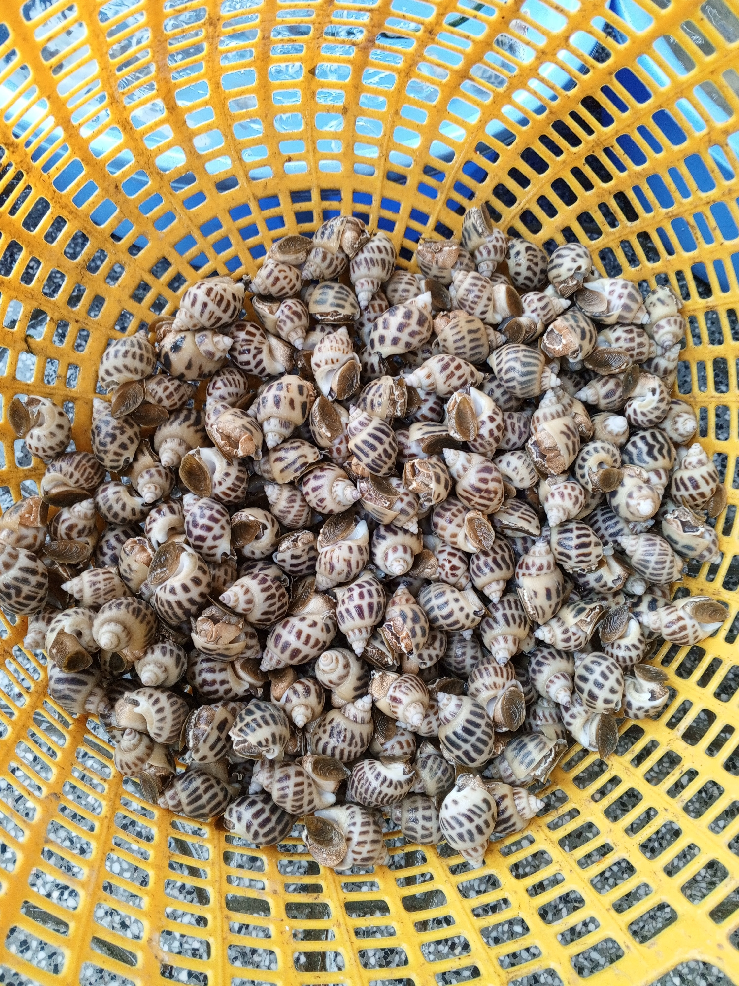 A yellow plastic basket overflows with numerous small, spiraled seashells, each adorned with a pattern of dark brown markings on a light tan background. The basket itself has a grid-like structure with rectangular openings, allowing glimpses of a blue surface and dark, speckled ground beneath. The seashells are densely packed, with some overlapping and others tilted, showcasing their varied textures and whorls. The overall impression is one of a fresh harvest of seafood, likely a local delicacy. This scene suggests a location associated with coastal or aquatic harvesting, possibly a market or a processing area in Dong Ninh Hoa Ward, Vietnam.