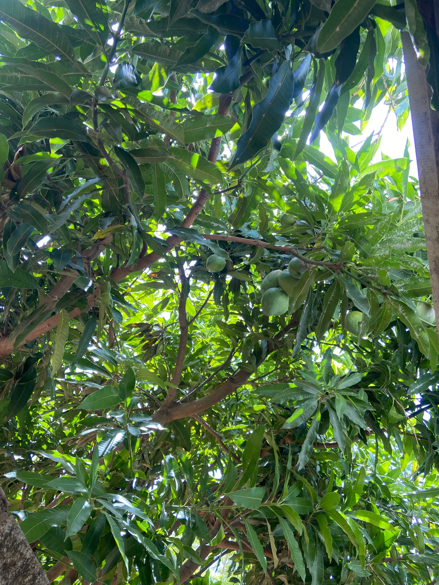 This image captures a lush mango tree from a low-angle perspective, looking up through its dense canopy of green leaves. Several unripe green mangoes are visible, hanging from branches amidst the foliage. The sunlight filters through the leaves, creating a dappled effect and highlighting the vibrant green of the foliage. A sliver of a man-made structure, possibly a roof or overhang, is visible in the top left corner, suggesting a semi-rural or residential setting. The overall impression is one of natural abundance and growth, bathed in the bright light of daytime. The scene evokes a sense of a warm, sunny day in a tropical or subtropical environment, typical of the location context provided: Barikin Jirga Summa, Nigeria. There is no visible text in the image.