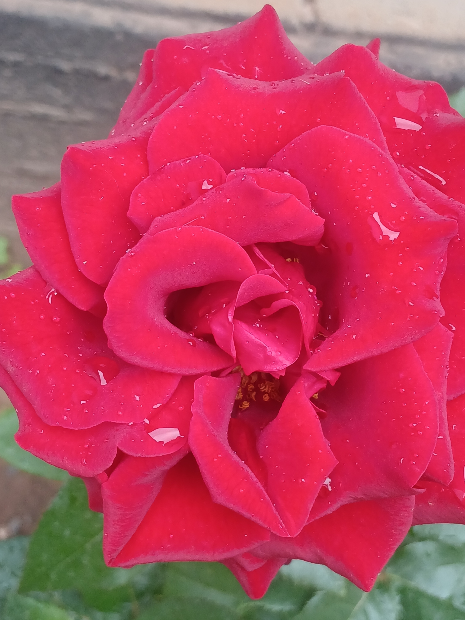 A close-up, vertically oriented, eye-level shot showcases a vibrant red rose with dew drops on its petals. The rose is in full bloom, with its petals unfurling inwards towards the center, revealing hints of its yellow stamen. The background is softly blurred, with a neutral, greyish texture in the upper portion and green foliage at the bottom, suggesting an outdoor garden or natural setting. The lighting appears soft and diffused, highlighting the delicate texture of the petals and the glistening water droplets. The image does not contain any people, objects, or actions beyond the natural state of the rose. The specific location in the city of Karasu, Kyrgyzstan, cannot be determined from the visual information provided in the image.