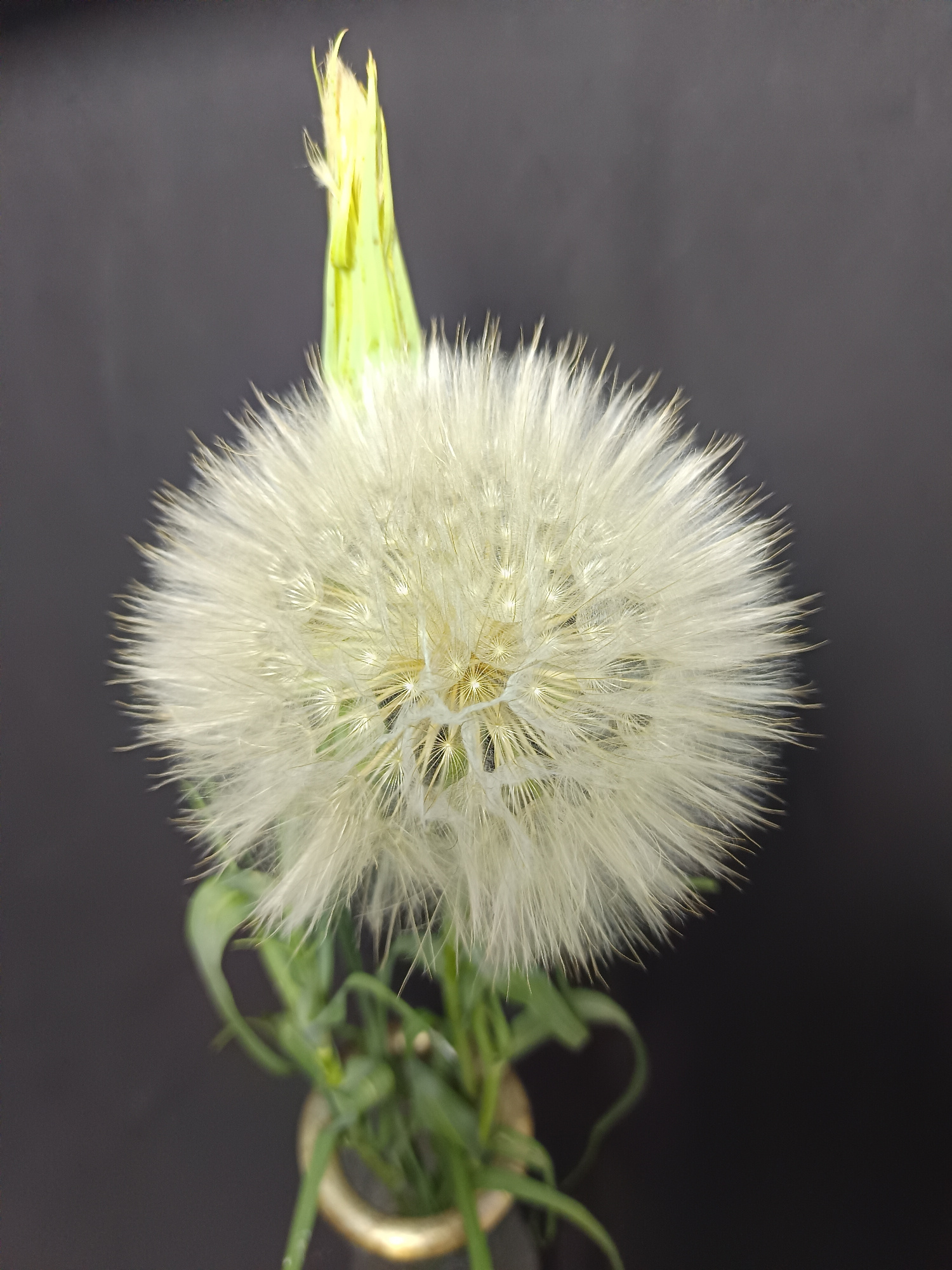 A close-up studio portrait features a large, fluffy dandelion seed head against a dark grey background. The seed head is a spherical mass of white, feathery filaments, with a yellowish-green bud or partially opened flower visible at the top. The stem and some green leaves are also present, emerging from the bottom of the frame and slightly out of focus, suggesting they are in a container. The lighting highlights the delicate texture of the dandelion's seeds. The image was taken in Tyshky, Ukraine.