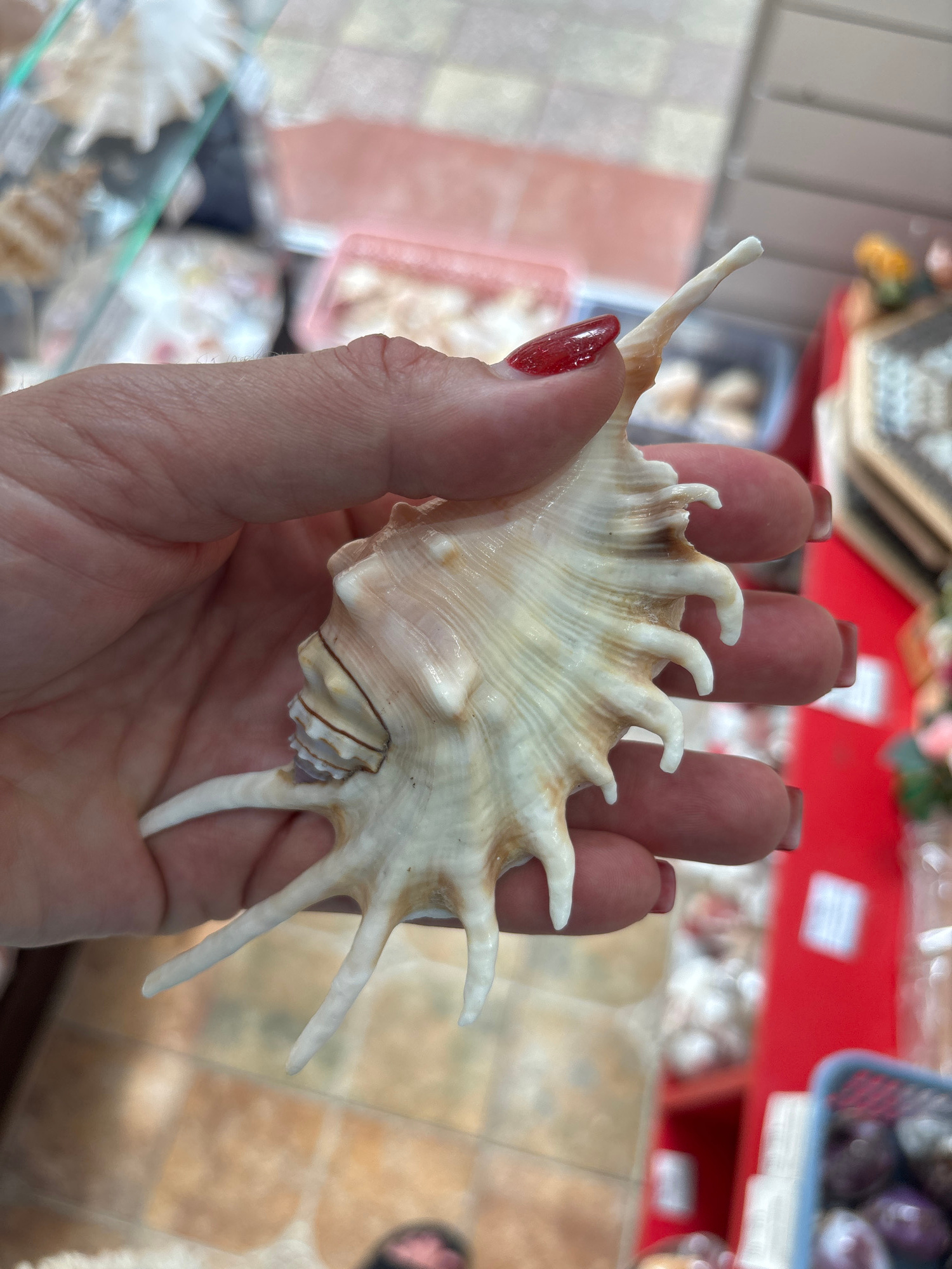 A hand with red painted fingernails holds a delicate, light-colored seashell with prominent, pointed protrusions. The seashell is a creamy white with subtle brown markings and appears to be a specimen from the ocean. The hand is positioned to showcase the intricate details of the shell. In the background, blurred elements suggest a retail environment, possibly a souvenir shop or market stall. Various other shells are visible, some in clear containers. A red surface, perhaps a countertop or display area, is prominent in the mid-background, with other blurred items in plastic packaging behind it. The overall setting appears to be indoors, likely in a warm climate given the subject matter. The lighting is bright, indicating daytime. The focus is clearly on the seashell and the hand, suggesting the image is meant to highlight the beauty and detail of the shell.