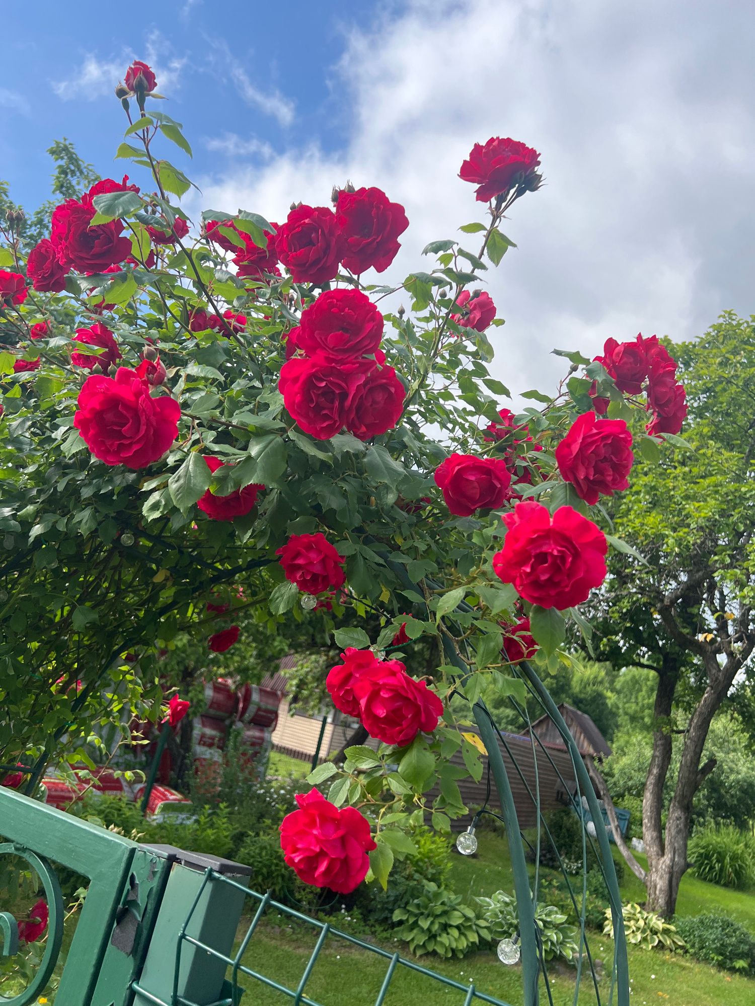 A vibrant bush of red roses is in full bloom under a partly cloudy sky. The roses are a deep, rich red, with many fully opened flowers and some budding. The bush is lush with green leaves, and it appears to be trained over an arched structure, possibly a garden trellis or arbor. In the background, there is a green metal fence with decorative scrollwork. Further back, a garden scene unfolds with more greenery, a hint of a building with a dark roof, and possibly some stacked items wrapped in plastic. The overall impression is a beautiful and well-tended garden, likely in a residential setting.
Based on the available information, this image depicts a garden in Zadeishino, Russia. The scene is a close-up of a rose bush, suggesting a focus on the beauty of nature and a peaceful outdoor environment. The presence of a fence and hints of structures in the background point to a domestic or communal garden space.
