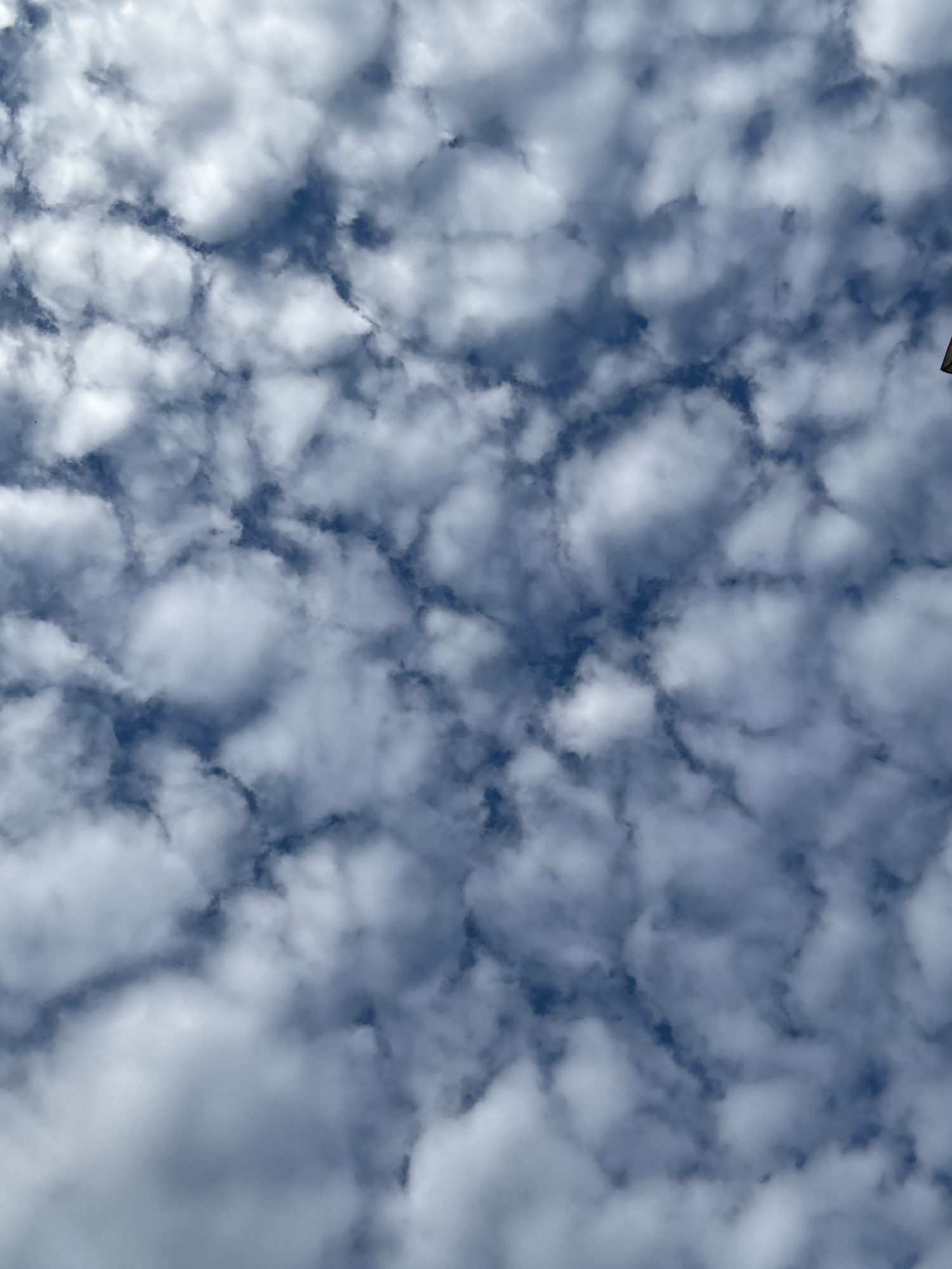 A low-angle, full-frame shot captures a sky filled with altocumulus clouds against a deep blue backdrop. The clouds are broken and scattered, appearing as small, rounded puffs with irregular edges. The lighting suggests it is daytime, with the sun likely positioned high in the sky, casting shadows and creating variations in cloud brightness. The scene is devoid of any identifiable landmarks, human figures, or man-made objects that would allow for pinpointing a specific location within Perm, Russia. The image solely focuses on the natural atmospheric phenomenon.