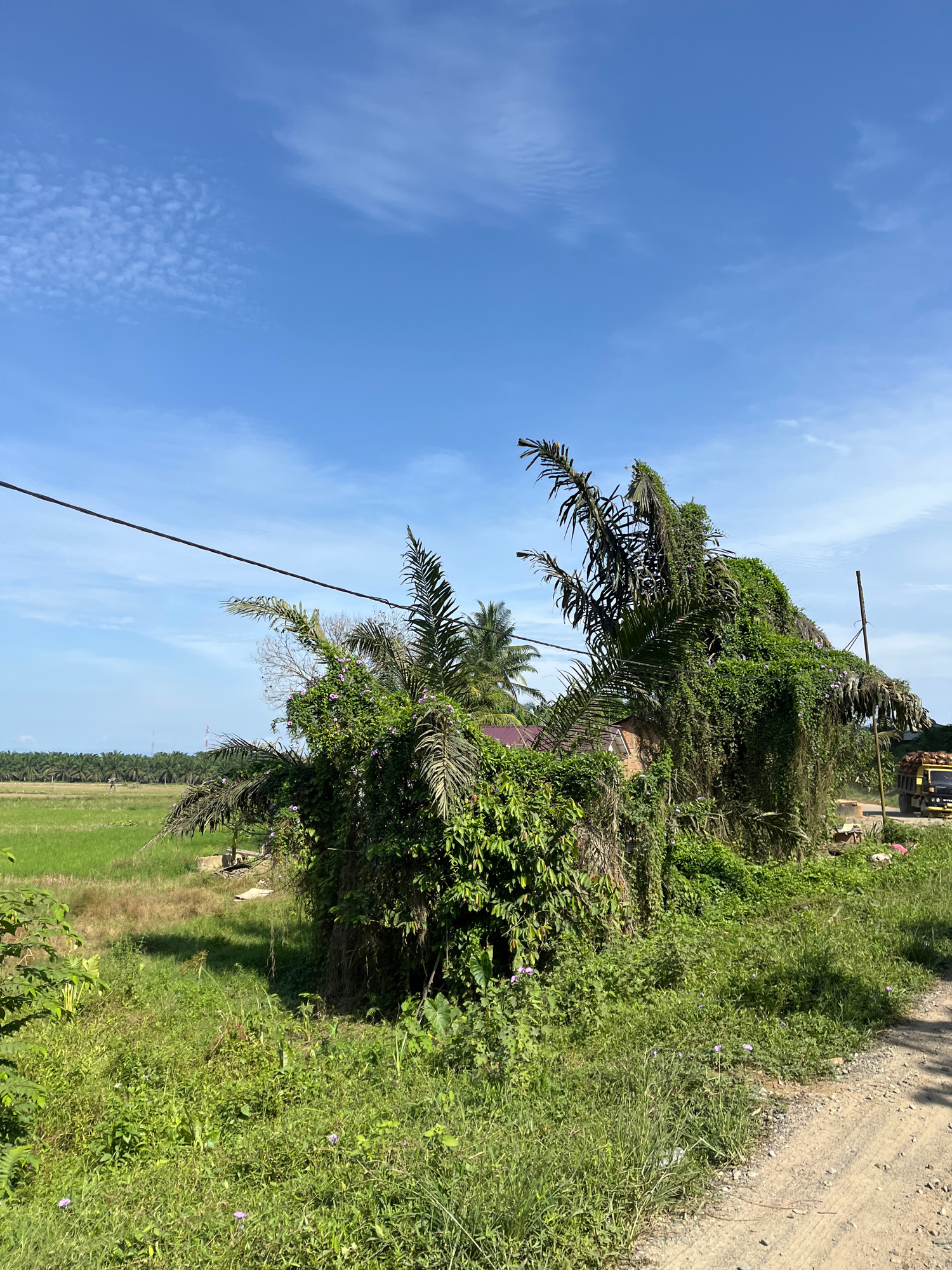 This image depicts an overgrown, abandoned structure, possibly a small house, in a rural setting in Sukajadi, Indonesia. The building is heavily draped in dense green vines and foliage, obscuring most of its features. Two large, deceased palm trees lean precariously over the structure, also covered in vines, with their fronds appearing dry and brittle. The surrounding environment is characterized by lush green grass and vegetation. In the background, a vast field of oil palm trees stretches across the horizon under a bright blue sky with scattered white clouds. A dirt road runs along the right side of the image, and a yellow truck is partially visible at the far right edge. A black electrical wire stretches across the upper portion of the frame, supported by a distant pole. The scene suggests neglect and the pervasive encroachment of nature in a tropical landscape.