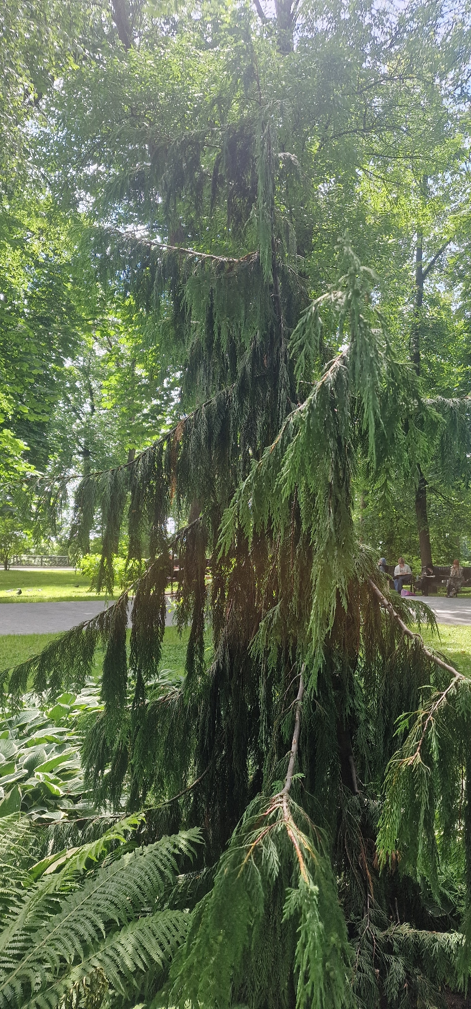 The image depicts a weeping conifer tree with long, cascading branches, likely in a park setting. The foliage is dense and green, with some dried, brown needles visible amongst the fresh growth. In the background, several deciduous trees create a lush green canopy. A paved pathway is visible to the left, bordered by a grassy area. Further in the background, on a bench, three individuals are seated. The lighting suggests a sunny day, with sunlight filtering through the leaves. The overall environment appears serene and natural, suggesting a public park within Homyel, Belarus.