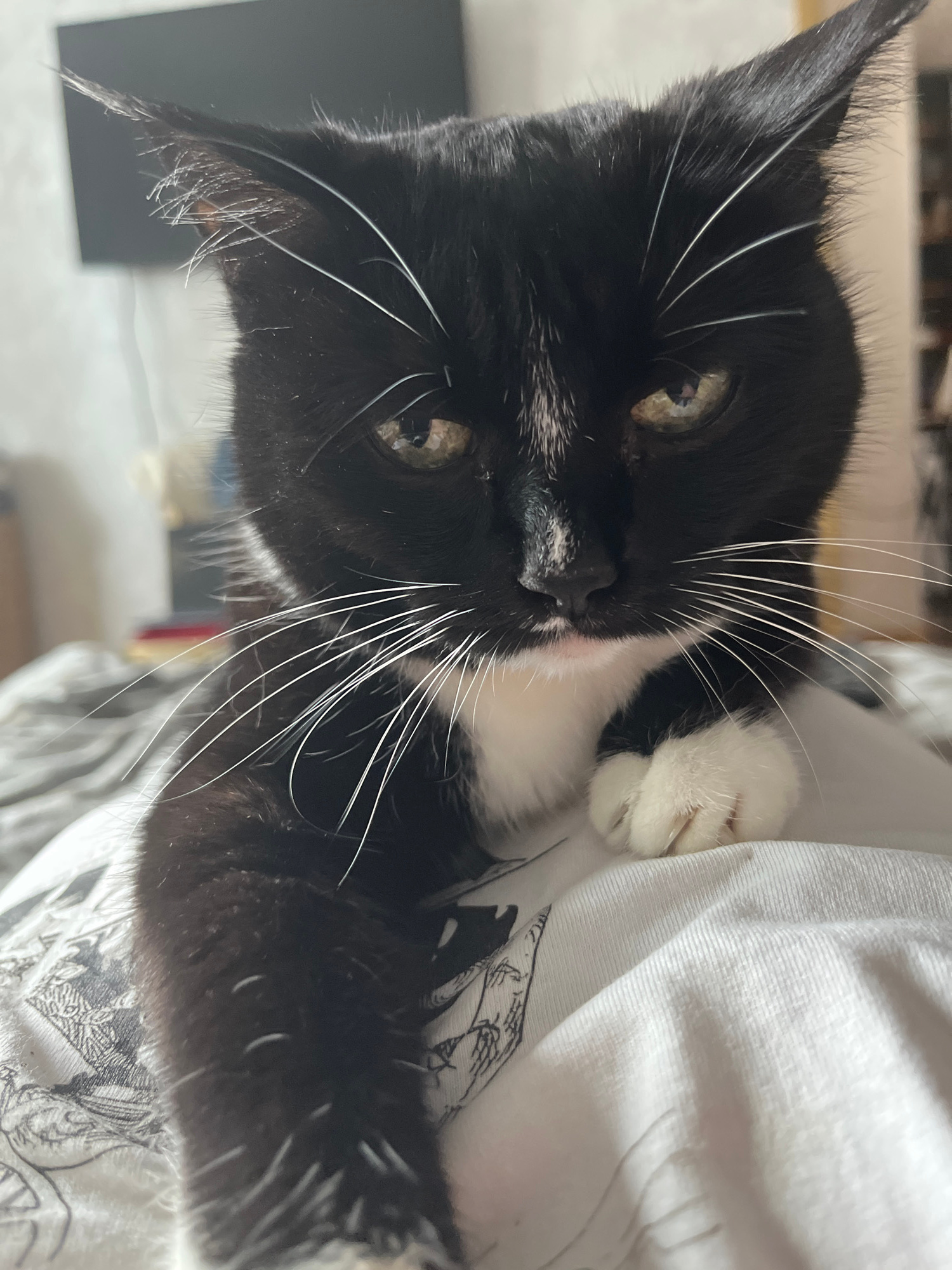 A close-up, eye-level, medium shot captures a black and white cat positioned on a white blanket. The cat's head fills the majority of the frame, with its gaze directed towards the camera. The feline has prominent white whiskers that fan out from its muzzle. Its ears are upright and pointed, with some lighter colored fur visible inside. The cat's eyes are partially closed and appear to be a greenish-yellow hue. A patch of white fur is present on its chest, and one of its front paws, also white, rests on the blanket. The background is softly blurred, suggesting an indoor setting. There is no discernible location information or context related to Moscow, Russia.