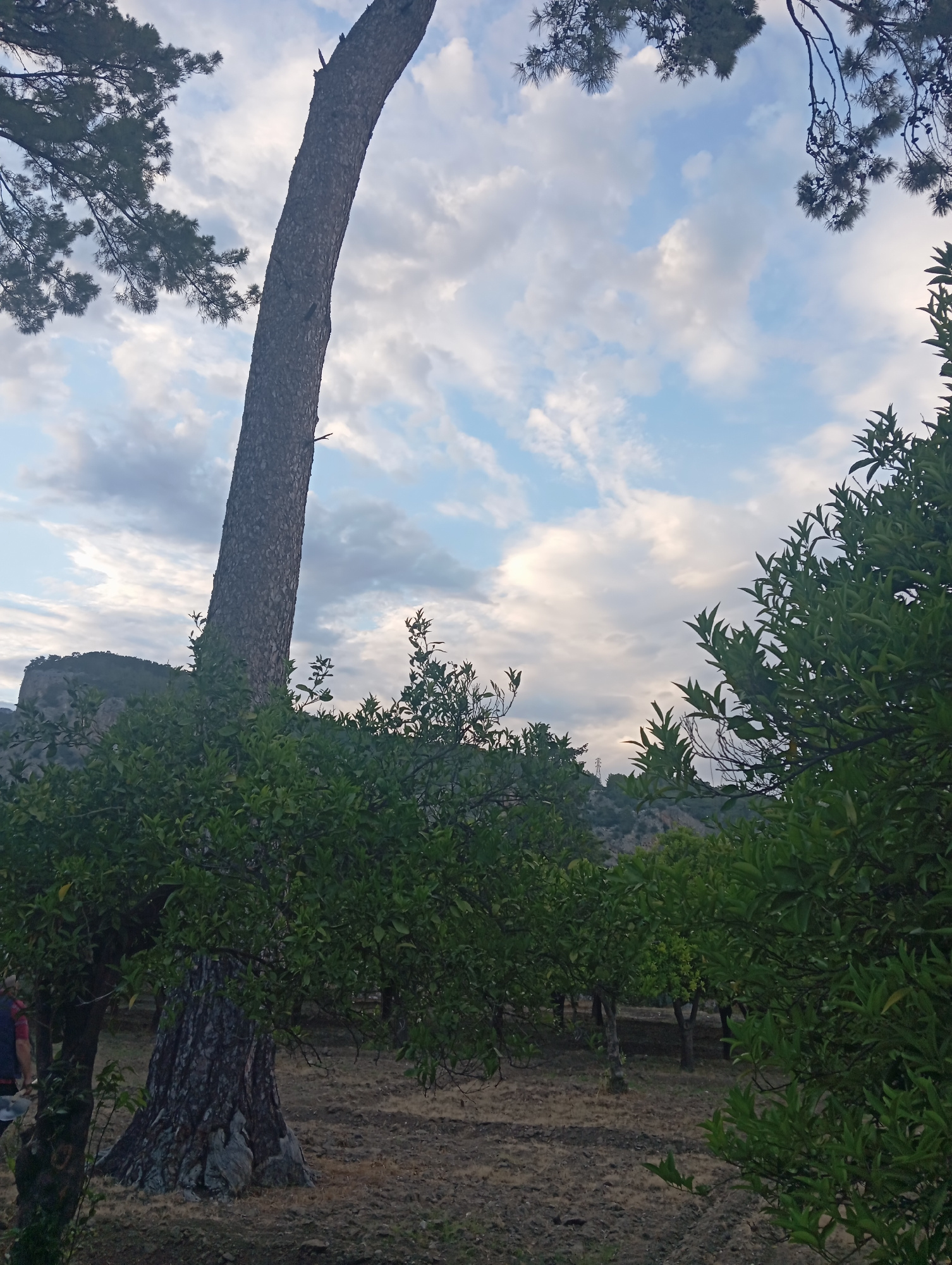 The media file captures a landscape scene with a prominent tree trunk angled diagonally across the frame, extending from the bottom left towards the upper right. The tree's bark is textured and gray. Above the tree, a sky filled with white and gray clouds is visible, interspersed with patches of blue. Lush green foliage from other trees frames the top and right sides of the image.
To the right of the large tree trunk, a row of smaller trees with dense green leaves are planted in a slightly sloped, dry, earthy area. The ground appears to be soil or dirt, with some texture suggesting unevenness. In the far distance, the faint outline of mountains or hills can be seen, partially obscured by the foliage and distance. The lighting suggests it is daytime, likely late afternoon or early evening, given the soft, diffused light and the direction of the shadows. The overall atmosphere is serene and natural, evoking a sense of being outdoors in a rural or semi-forested environment. Two individuals are partially visible at the bottom right of the frame, wearing casual clothing. One person appears to be wearing a red and blue striped shirt, and the other a gray top. There is no visible text in the image. The location context provided is Kemer, Turkey, which is consistent with the natural, hilly terrain and vegetation depicted.