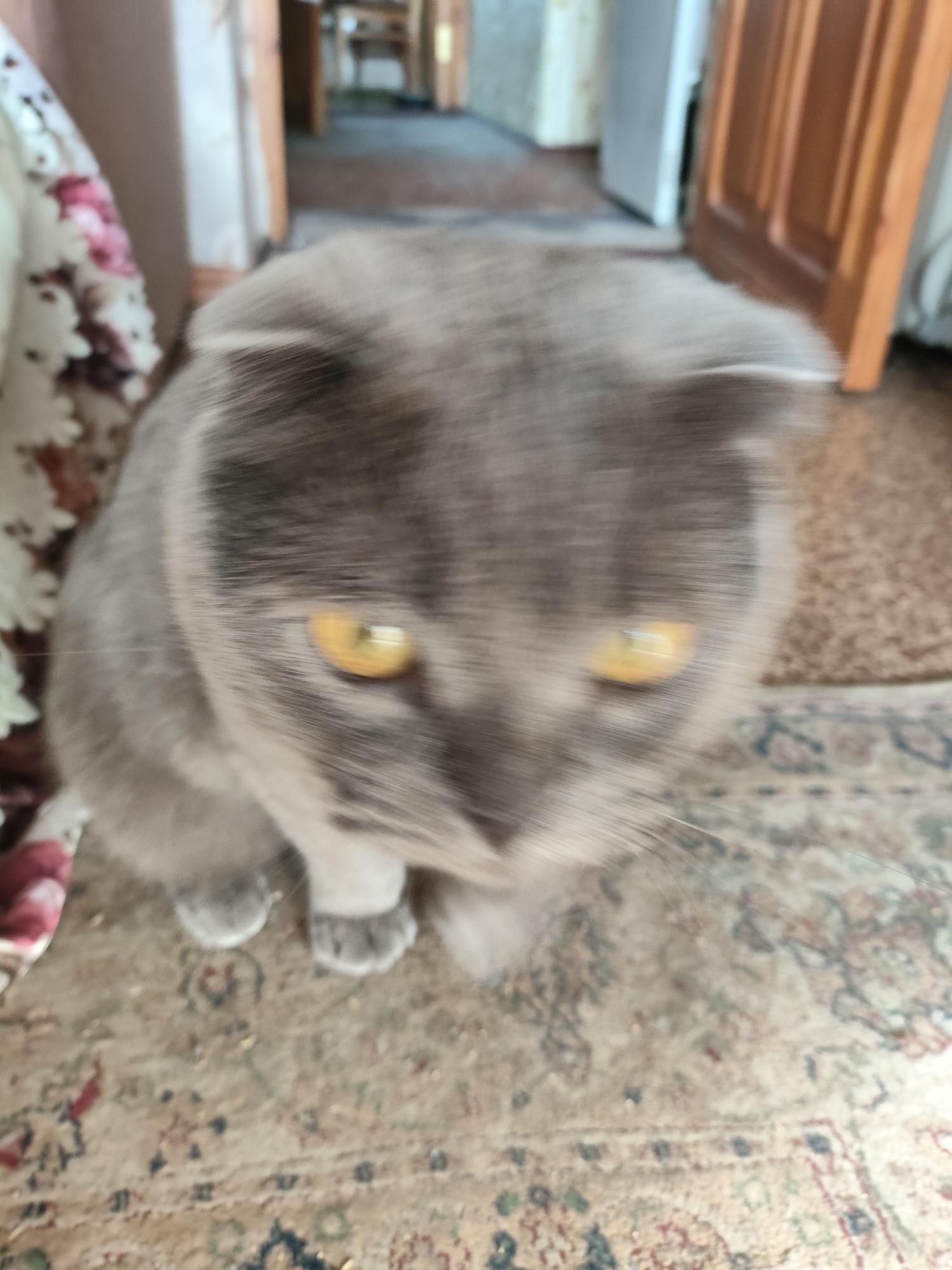 A blurry, medium shot captures a gray Scottish Fold cat sitting on a patterned rug in what appears to be an indoor setting. The cat's fur is predominantly gray with darker gray tabby markings on its face and body. Its eyes are a bright yellow-orange. The cat's ears are folded down, characteristic of the breed. The background is out of focus, showing hints of furniture and doorways, suggesting a home environment. The rug has a worn, oriental-style pattern with colors of beige, red, and blue. The lighting appears to be ambient indoor light. The image is characterized by a significant amount of motion blur, particularly affecting the cat's face and the background.