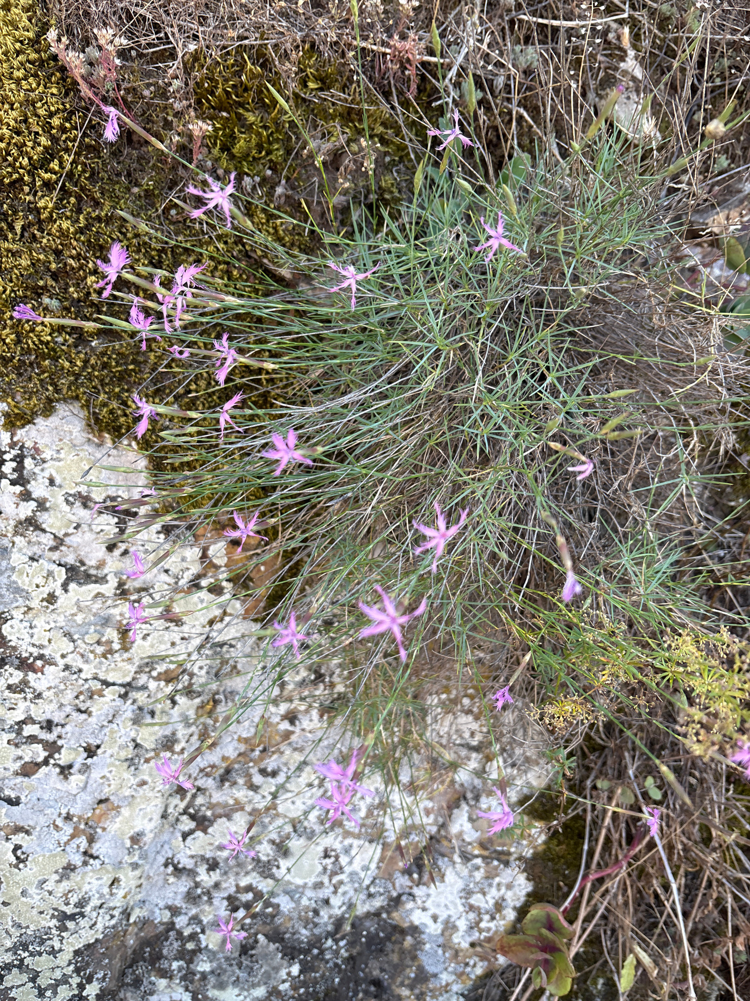 This is a close-up, overhead shot of a wild flowering plant with delicate pink blossoms. The plant features thin, grass-like green leaves and is growing amongst dry twigs and moss. The flowers have five deeply notched petals and are scattered across the plant, with some appearing more open and star-shaped than others. The background consists of a rough, textured gray rock with patches of lichen. The scene appears to be outdoors, possibly in a natural, rocky terrain, given the presence of moss and dry vegetation. There are no people or text visible in the image. The lighting suggests it might be daytime, with soft natural light illuminating the scene. The overall impression is of a small, resilient plant blooming in a rugged environment.