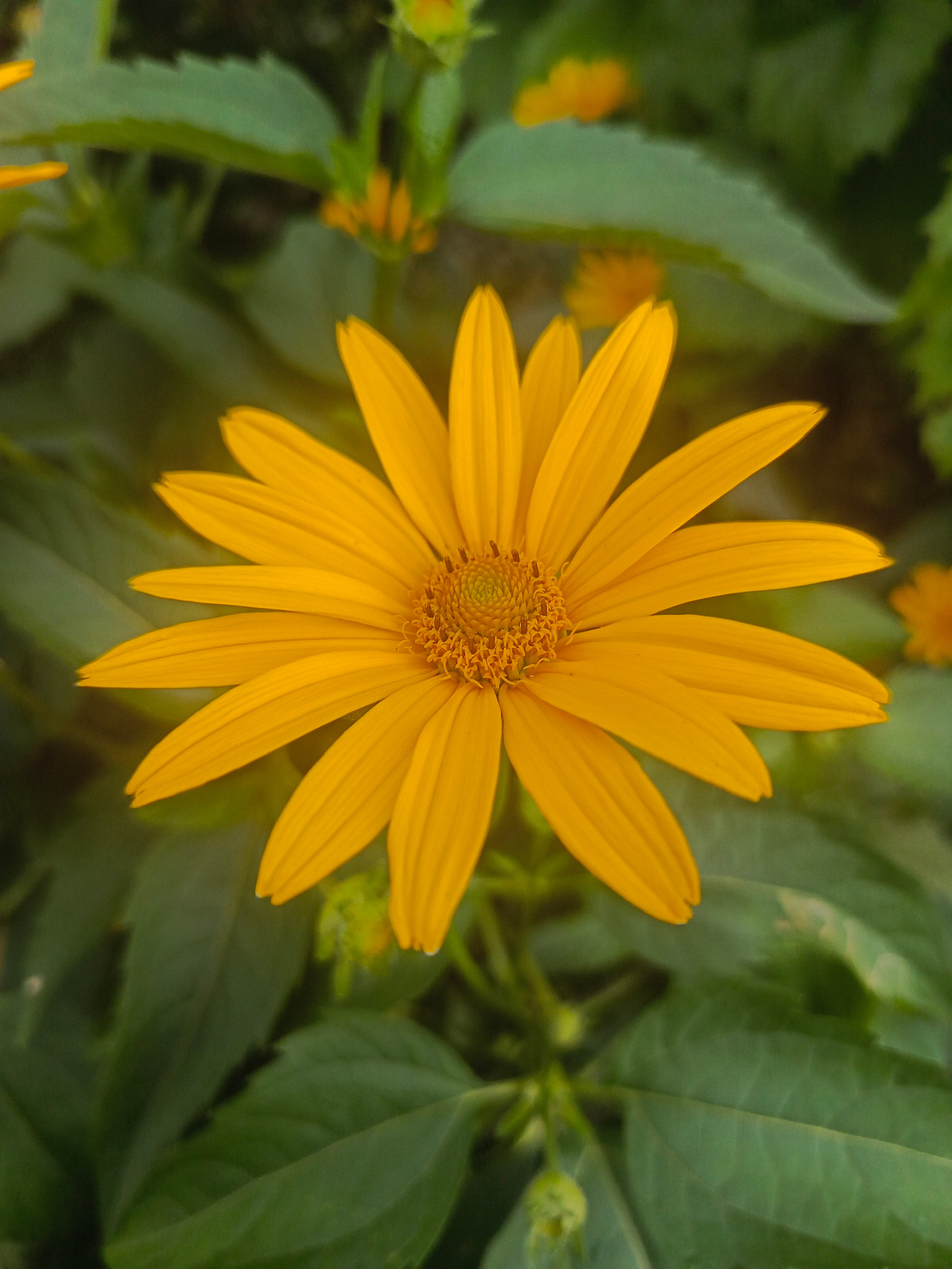 A single, vibrant yellow flower with numerous pointed petals is the central focus of this image. The flower has a detailed, textured center composed of small, intricate structures. The background consists of soft-focused green leaves, some of which appear to be part of the same plant, while others are from surrounding foliage. The lighting suggests it is daytime, with soft light illuminating the flower. There are no people or man-made objects visible in the scene. The image appears to be a close-up nature photograph taken outdoors. There is no information about the location in Samoylovka, Russia.