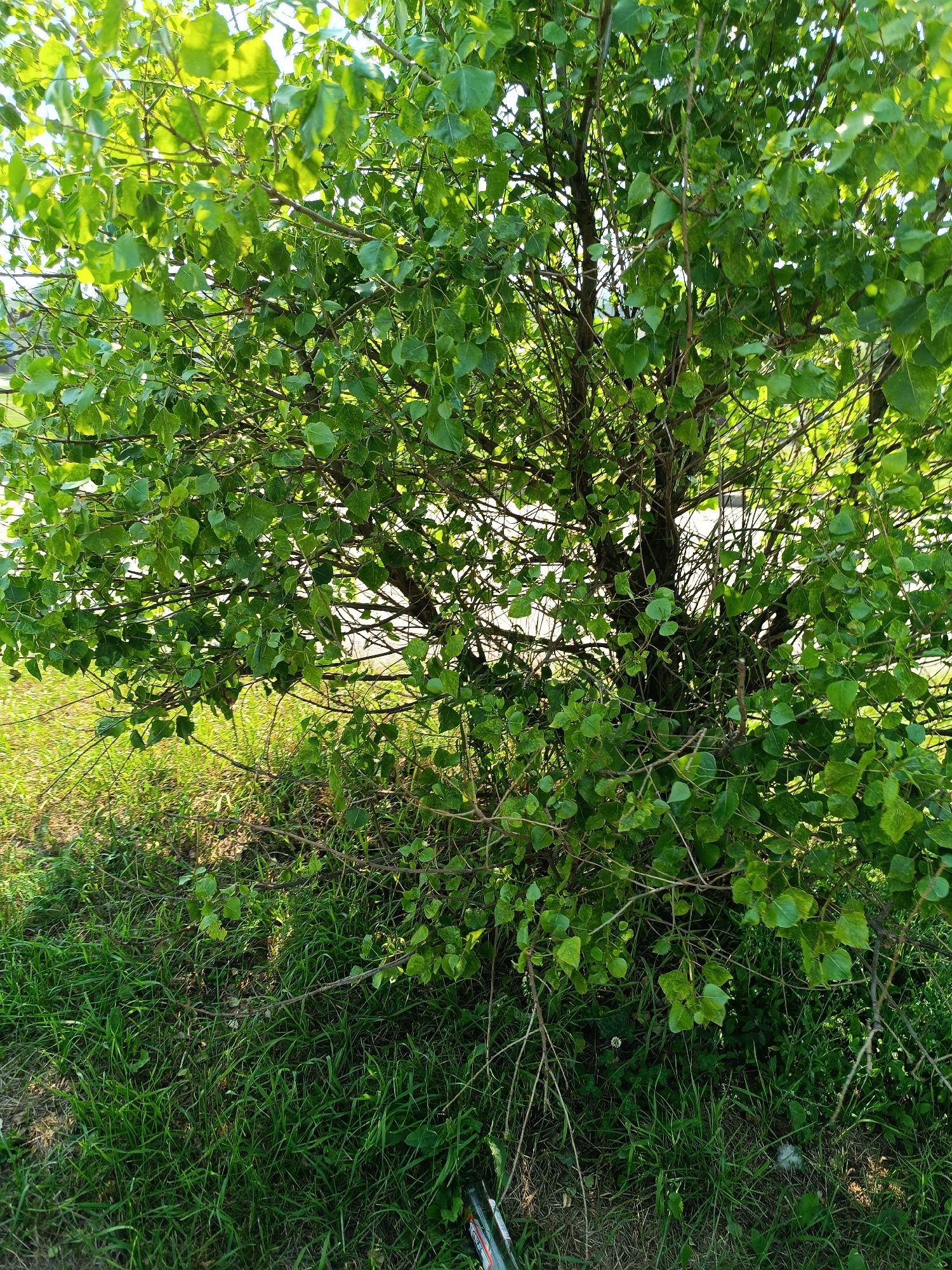 The image shows a close-up of a leafy tree with its branches extending across the frame. The leaves are a vibrant green, illuminated by sunlight. The trunk of the tree is visible in the center, with its rough bark. The ground beneath the tree is covered in lush green grass and some dry twigs. The scene appears to be in an outdoor setting, possibly a park or a roadside in Minsk, Belarus. There are no people or animals visible in the image. The lighting suggests it is daytime, with the sun casting shadows through the foliage. The overall impression is one of natural beauty and tranquility.