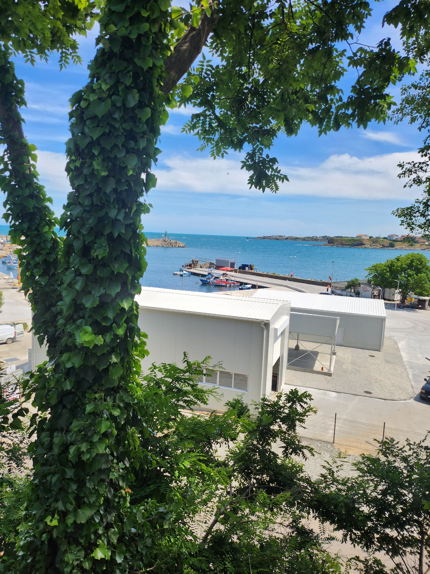 The image presents a view from an elevated position overlooking a harbor in Tsarevo, Bulgaria. In the foreground, a large tree trunk heavily covered in ivy dominates the left side, with lush green foliage extending across the top and right edges of the frame. Below the tree, a modern white building with a corrugated roof is visible, situated within a paved area. Beyond the building, a calm blue sea stretches to the horizon, dotted with several boats moored at a pier. A lighthouse is visible in the distance on a rocky outcrop. The sky is a bright blue with scattered white clouds. The scene appears to be a sunny day, with no people clearly identifiable in the frame.