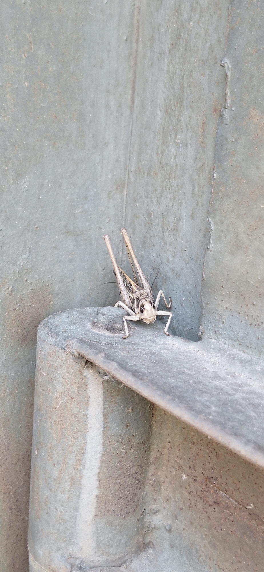 A close-up, eye-level, full shot shows a light brown and grey grasshopper standing on a metal surface. The grasshopper is positioned in the center of the frame, facing the camera with its front legs extended. Its body is segmented, with visible antennae and large, patterned wings folded along its back. The metal surface is dull and weathered, with some rust spots and a white stripe running vertically. The background is a textured, muted grey wall. The scene is devoid of people and shows no interaction. The location is specified as Ekibastuz, Kazakhstan, however, no specific landmarks are visible to confirm this.