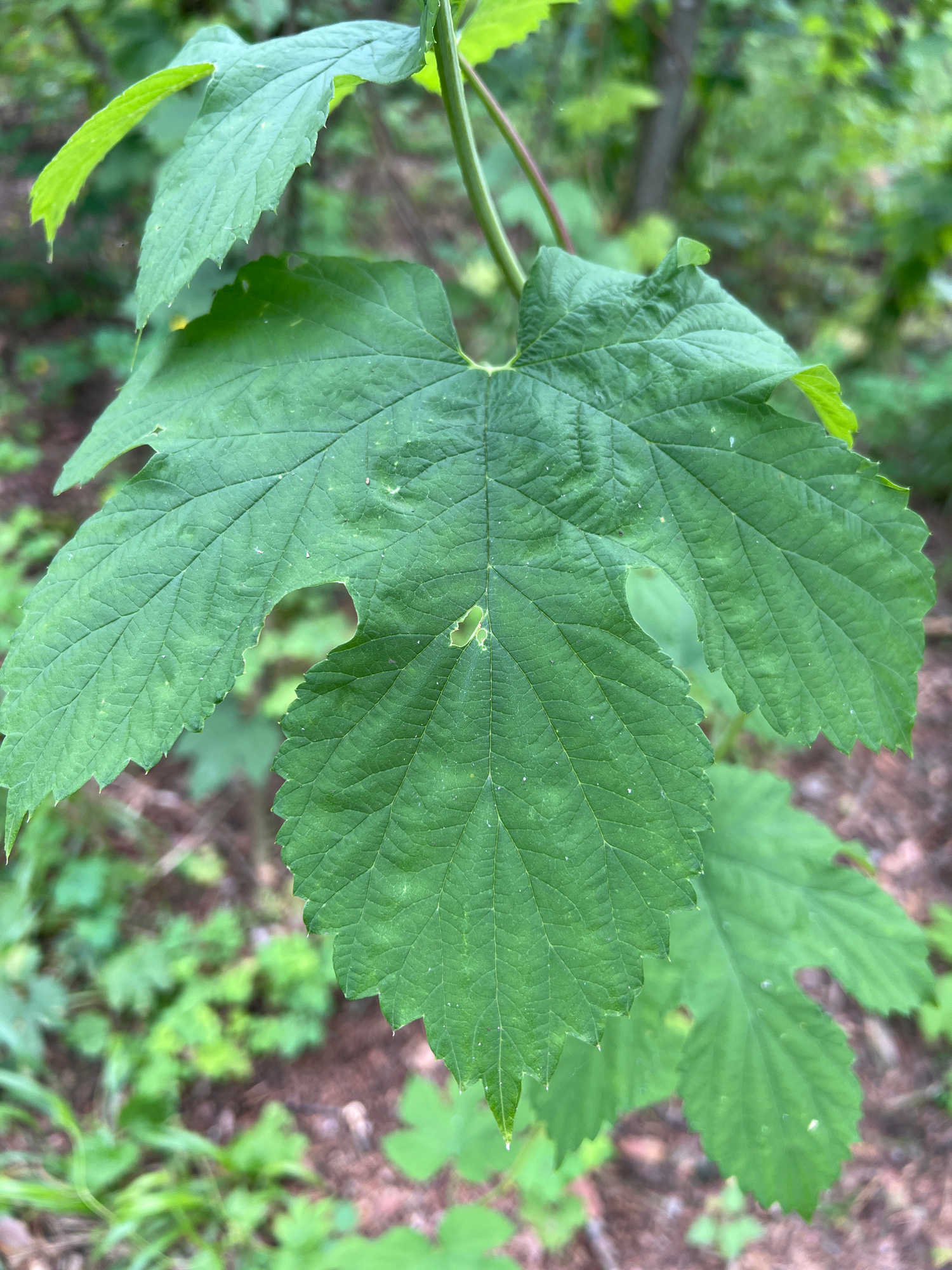 A close-up, eye-level shot focuses on a large, deeply lobed green leaf with serrated edges. The leaf exhibits prominent venation and several small holes. It is attached to a thin, reddish stem, and another smaller, bright green leaf is visible at the top left. The background is blurred, showing more green foliage and the brown, earthy ground with scattered leaf litter. The scene appears to be in a natural, outdoor setting, likely a forest or wooded area, with no signs of human habitation or activity. The lighting suggests it is daytime.