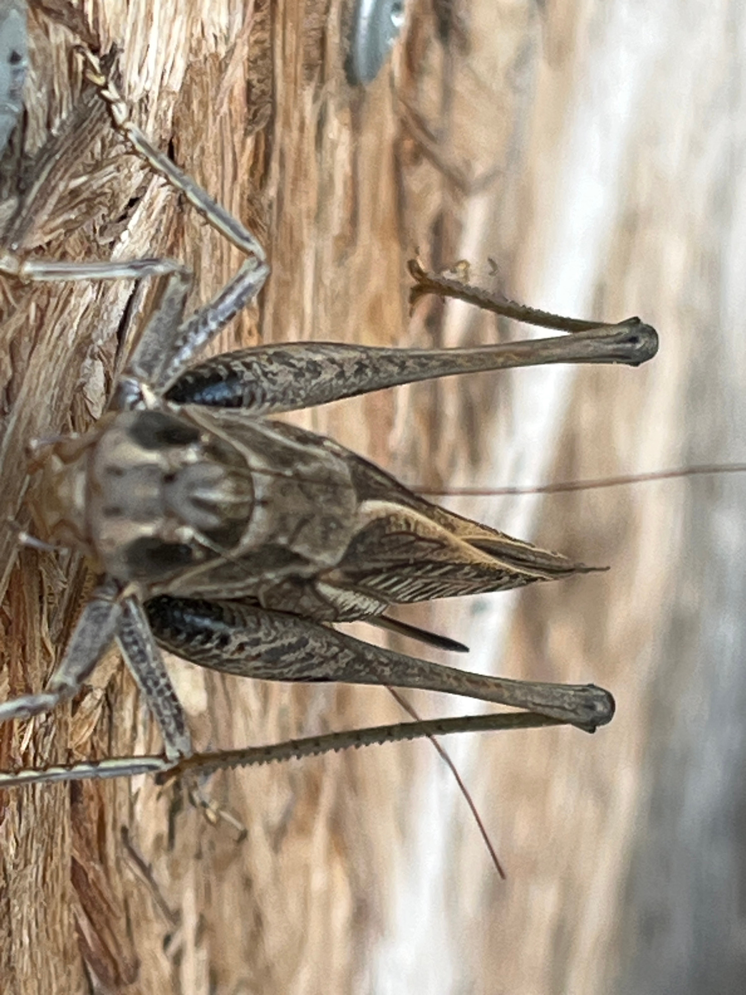 A close-up, top-down, vertical shot shows a Katydid on a rough, wooden surface. The insect is predominantly brown and grey with intricate patterns on its body and legs. It has long, spiny hind legs, one of which is extended upwards and to the right, while another is angled downwards. The Katydid's wings are folded and visible, displaying a striped pattern. The wooden background appears weathered and textured, with vertical grain lines. The lighting is even, highlighting the details of the insect and its surroundings. There are no people or other animals visible in the image. This image was captured in the city of Krasnyye Barrikady, Russia.