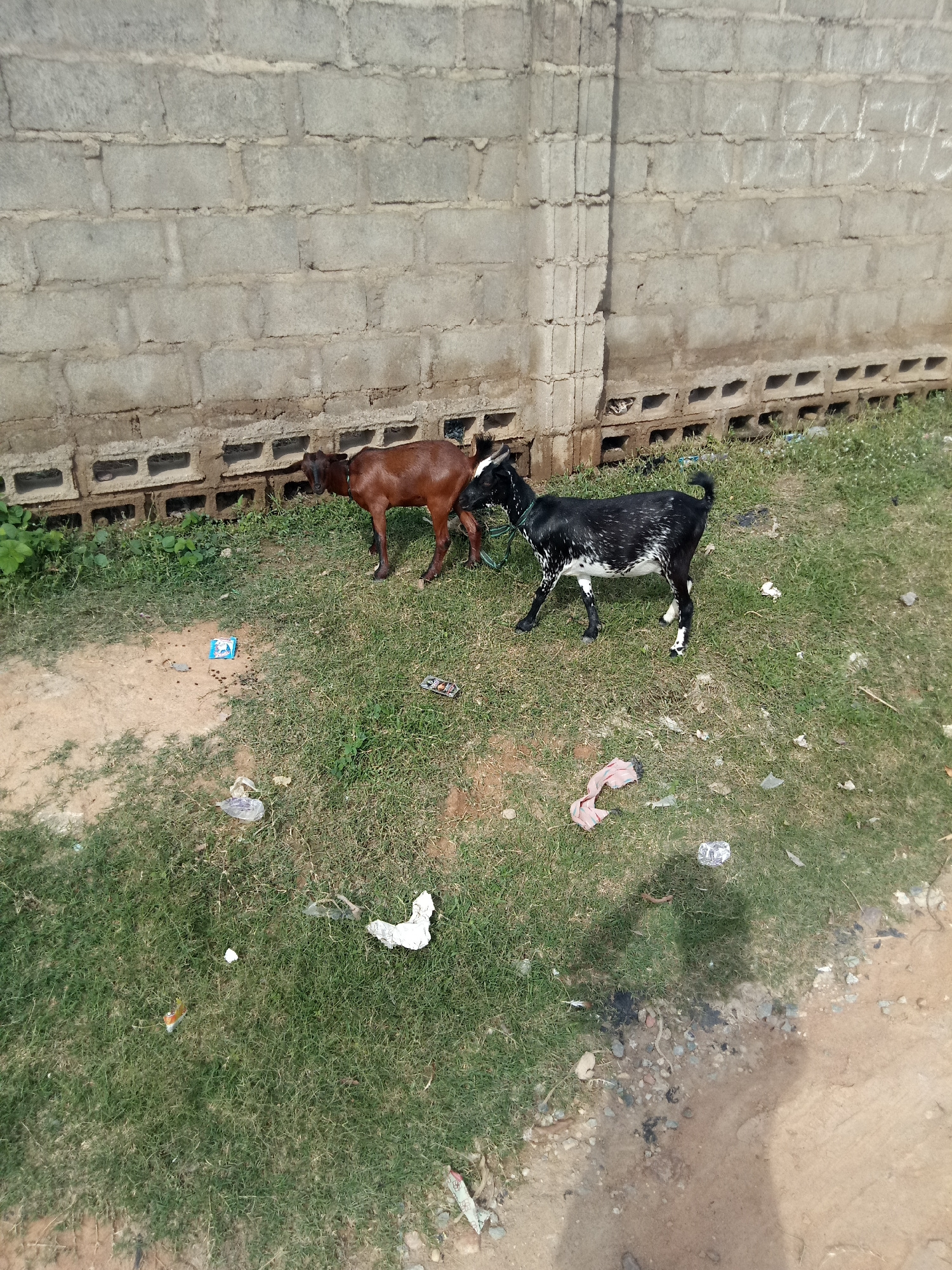 In the city of Unknown, Unknown, two goats stand on a grassy area in front of a concrete block wall. The goat on the left is brown, while the goat on the right is black and white. There is scattered trash on the ground around the goats, including plastic wrappers and fabric scraps. The scene appears to be outdoors, possibly in a rural or semi-urban area.