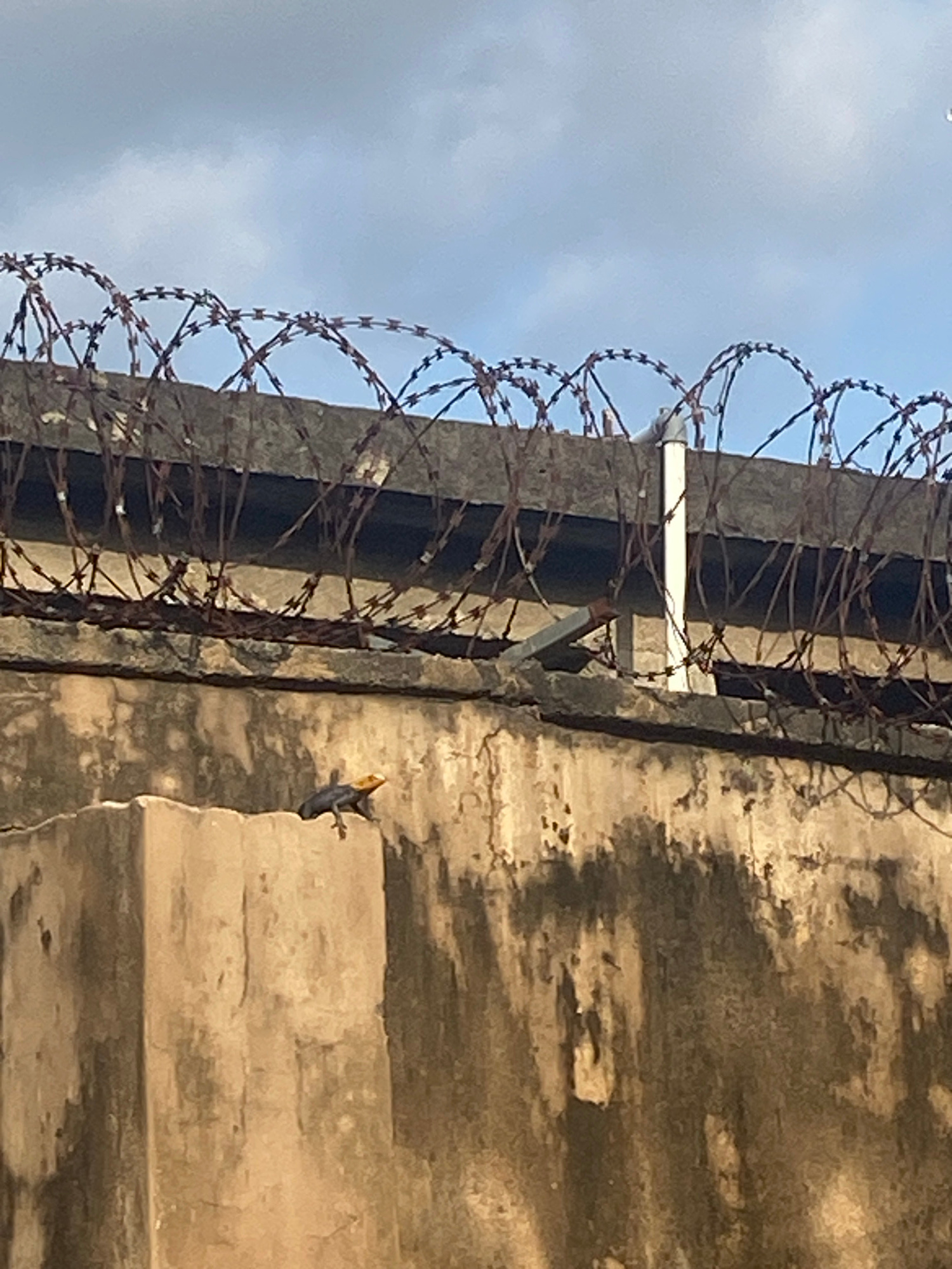 A lizard with a dark body and a yellow head is perched on a concrete structure under a blue, cloudy sky. Above the concrete structure, coiled barbed wire is strung across a wall. The concrete appears weathered and stained. The scene is outdoors, with no people visible.