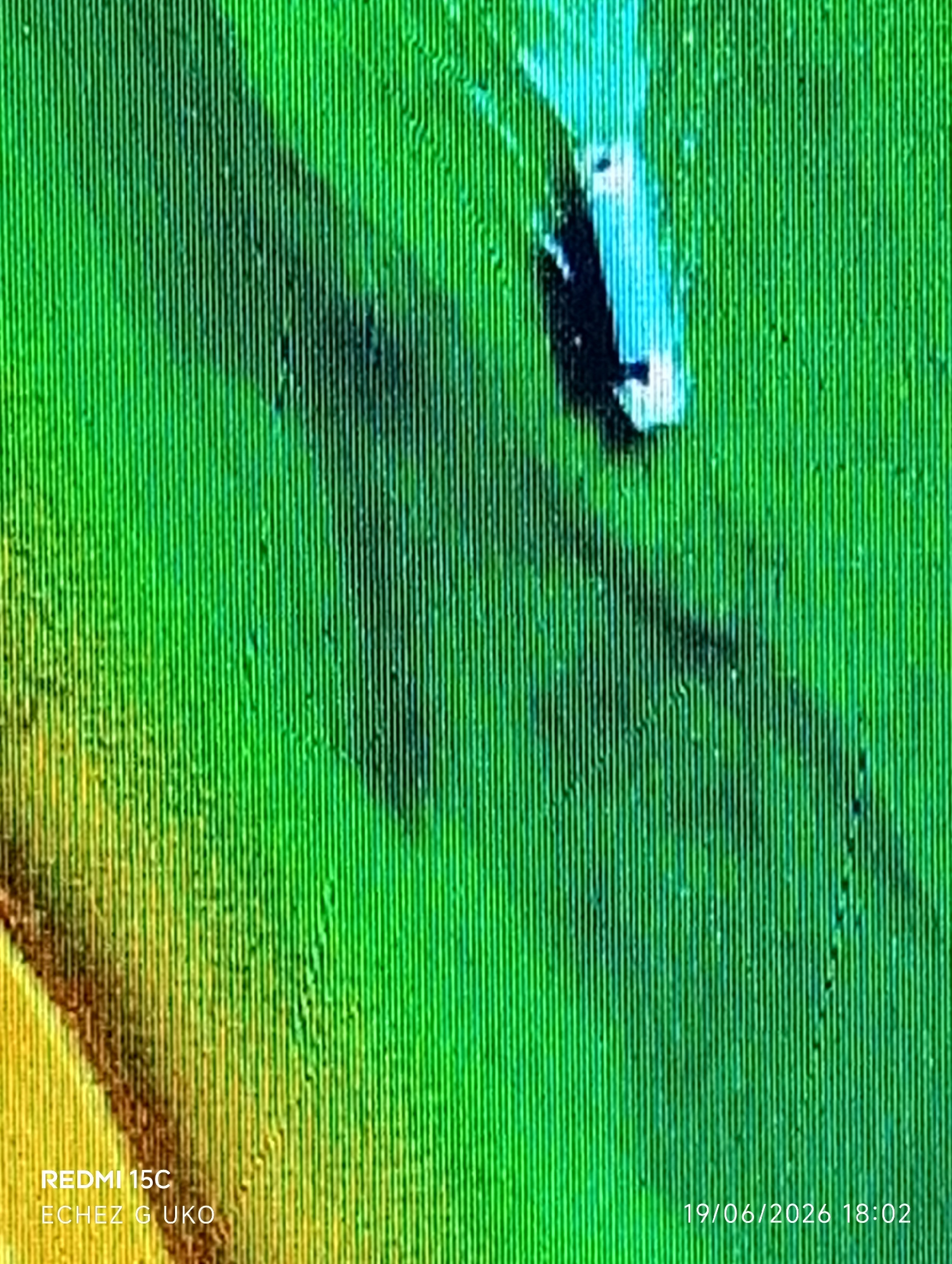 This is a digitally rendered image, possibly a heatmap or topographical map, with vertical lines of color representing data. The colors range from yellow and orange on the left to vibrant green and hints of blue and white on the right. There are darker, irregular shapes within the green area, and a distinct light blue and white elongated object with dark markings is visible in the upper right quadrant. The bottom left corner displays text: "REDMI 15C ECHEZ G UKO". The bottom right corner displays a date and time: "19/06/2026 18:02". There are no discernible people, specific objects, actions, interactions, or environmental features identifiable as being from Jalingo, Nigeria.