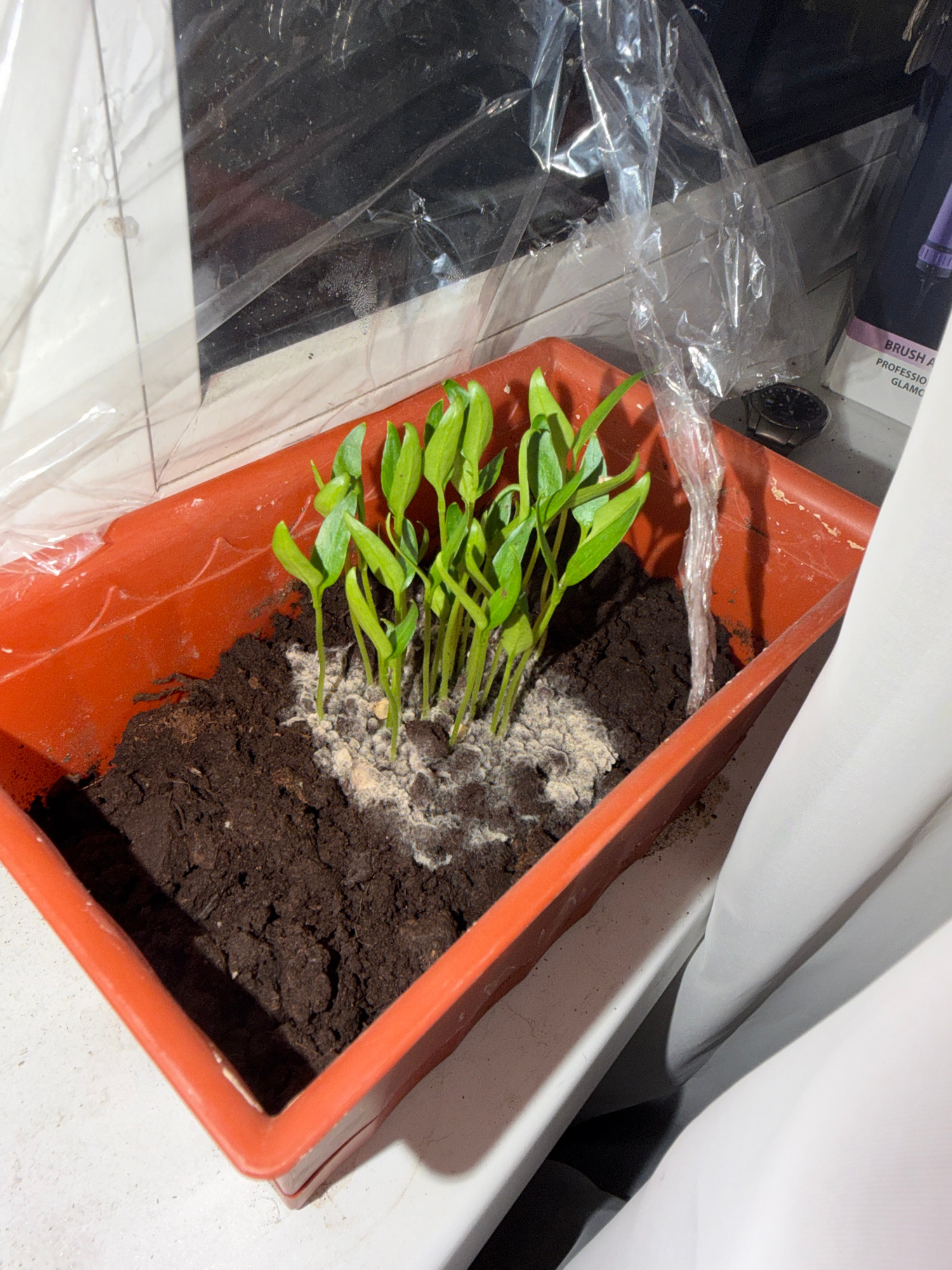 The image shows young green plants growing in a rectangular orange plastic container filled with dark soil. There is a white, powdery substance around the base of the plants, possibly mold or fertilizer. The container is placed on a white windowsill. Behind the plants, a clear plastic sheet is draped, creating a mini-greenhouse effect. To the right of the container, a black object that appears to be a watch is visible, and further back, part of a product box with the text "BRUSH A" and "PROFESSIONAL" is discernible. The background is blurred, but suggests an indoor environment, possibly near a window with reflections. This scene is not specific to any location in Vsevolozhsk, Russia, as there are no identifying landmarks or features.