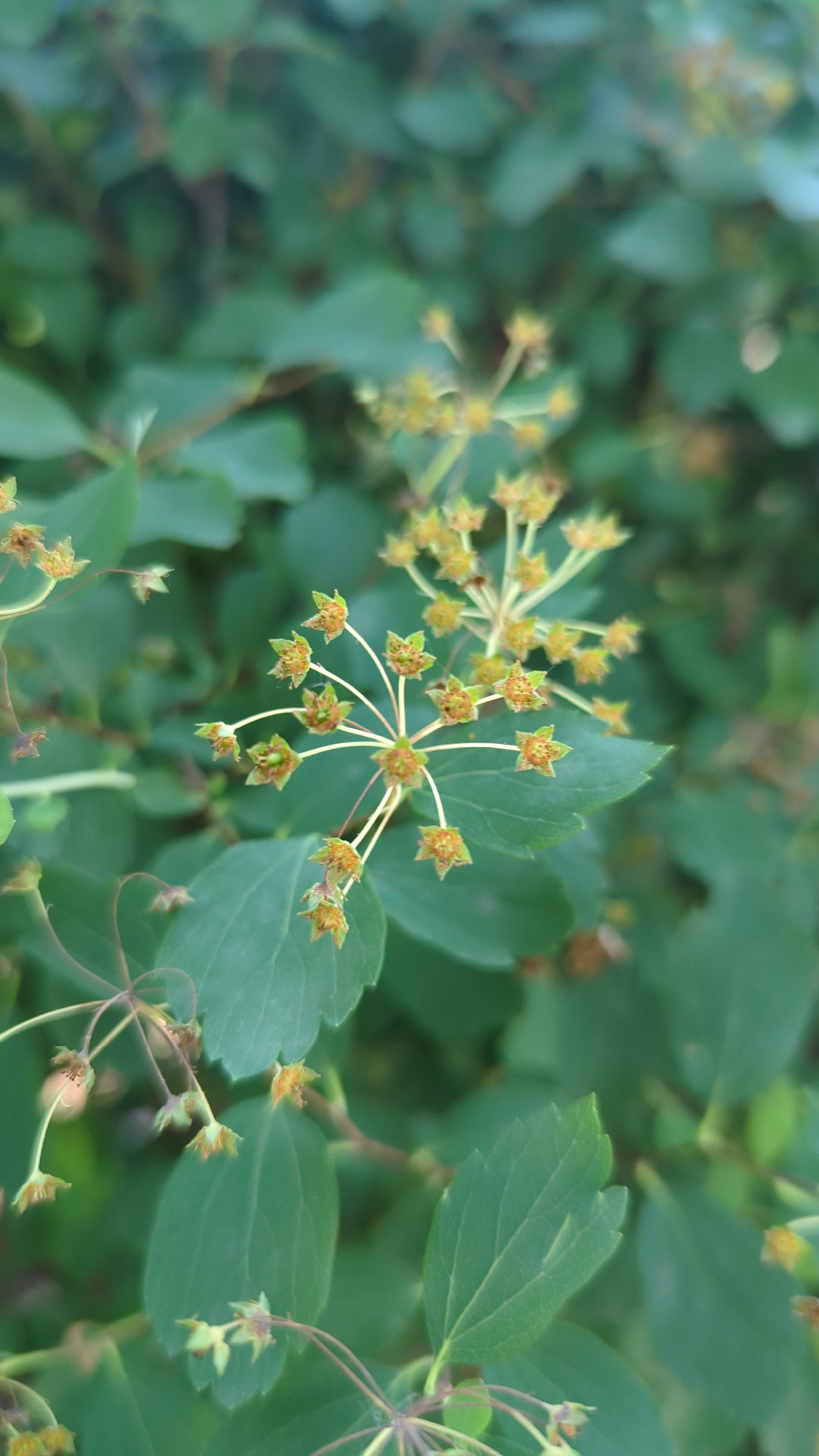 The image is a close-up, low-angle shot of a shrub with small, star-shaped, light-brown and green seed pods, some with thin, wispy tendrils. The seed pods are clustered on thin stems, radiating outwards in a delicate, starburst pattern. The background is filled with blurred green leaves of the same shrub, creating a soft bokeh effect. The lighting appears to be natural daylight, possibly overcast, as there are no harsh shadows. The image is not in Montreal, Canada.