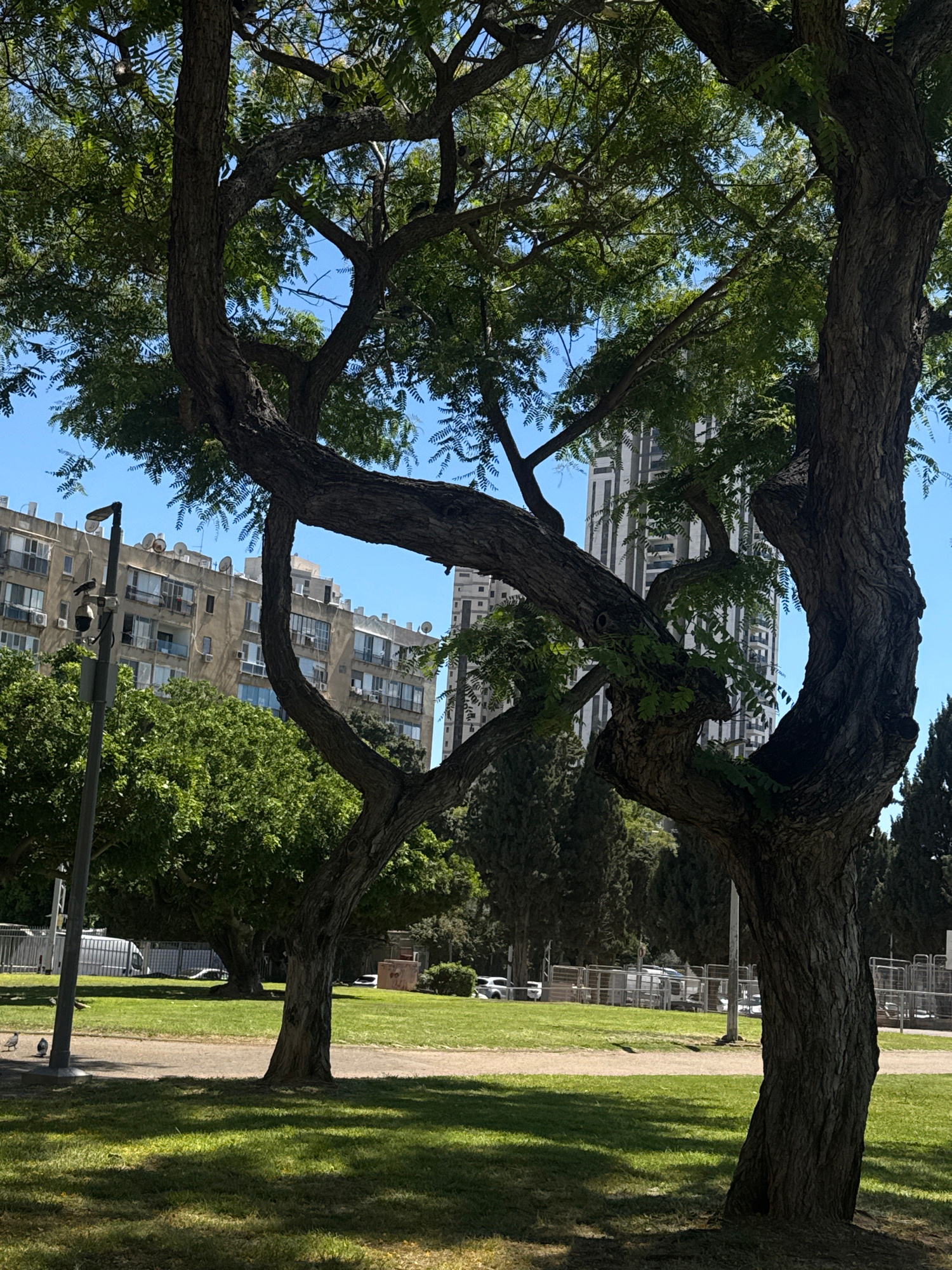 This image showcases an outdoor scene featuring a large, gnarled tree in the foreground, its branches arching and twisting to create an interesting frame. Through the canopy of the tree, several buildings with multiple stories and numerous windows are visible. The architecture suggests an urban or suburban setting.
To the right of the tree, a well-maintained lawn stretches out, intersected by a light-colored path. Sunlight casts distinct shadows across the grass, indicating it's likely daytime and sunny. In the background, beyond the lawn, there are more trees and what appears to be a fenced area, possibly a park or a sports facility, with some vehicles parked beyond it.
There are no people visible in the frame. The focus is on the interplay of the natural elements, specifically the dramatic tree, with the man-made structures and the park-like environment. The scene conveys a sense of tranquility and the beauty of nature coexisting with urban development. The clear blue sky suggests fair weather. No text is visible in the image.