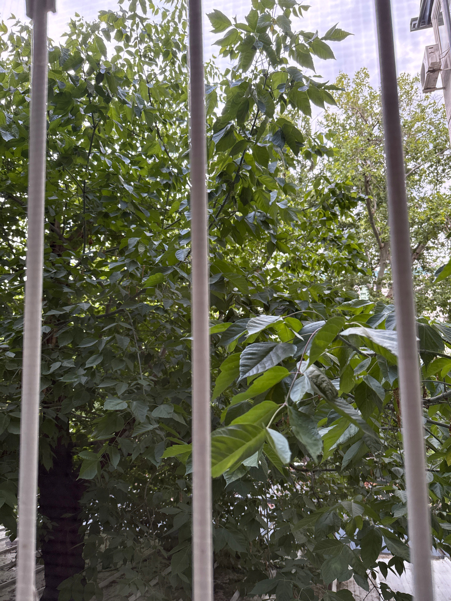 This media file shows a view looking upwards through horizontal bars, likely from a window or a balcony. The primary subjects are lush green tree branches and leaves filling most of the frame, suggesting a natural, outdoor setting. The trees are dense, with sunlight filtering through the foliage, indicating it's daytime, likely with some cloud cover or dappled sunlight given the varying brightness.
In the upper portion of the image, above the trees, a hint of a building can be seen, with architectural elements and what appears to be a light fixture. This suggests an urban or suburban environment where nature and man-made structures coexist. The leaves are vibrant green, indicating a healthy growth period, likely spring or summer. The overall impression is one of looking out into a leafy, green environment on a bright day, with the bars providing a sense of perspective or enclosure. No people are visible, and no specific activity or event is clearly depicted; the focus is on the natural scenery as viewed from a particular vantage point.
The context of Tashkent, Uzbekistan, places this scene within a Central Asian urban landscape, where trees are common in parks, courtyards, and along streets. The weather appears to be fair and bright. No text is visible in the image. The perspective and the presence of the bars might evoke a feeling of being indoors and observing the outdoors, or perhaps being on a covered outdoor space.