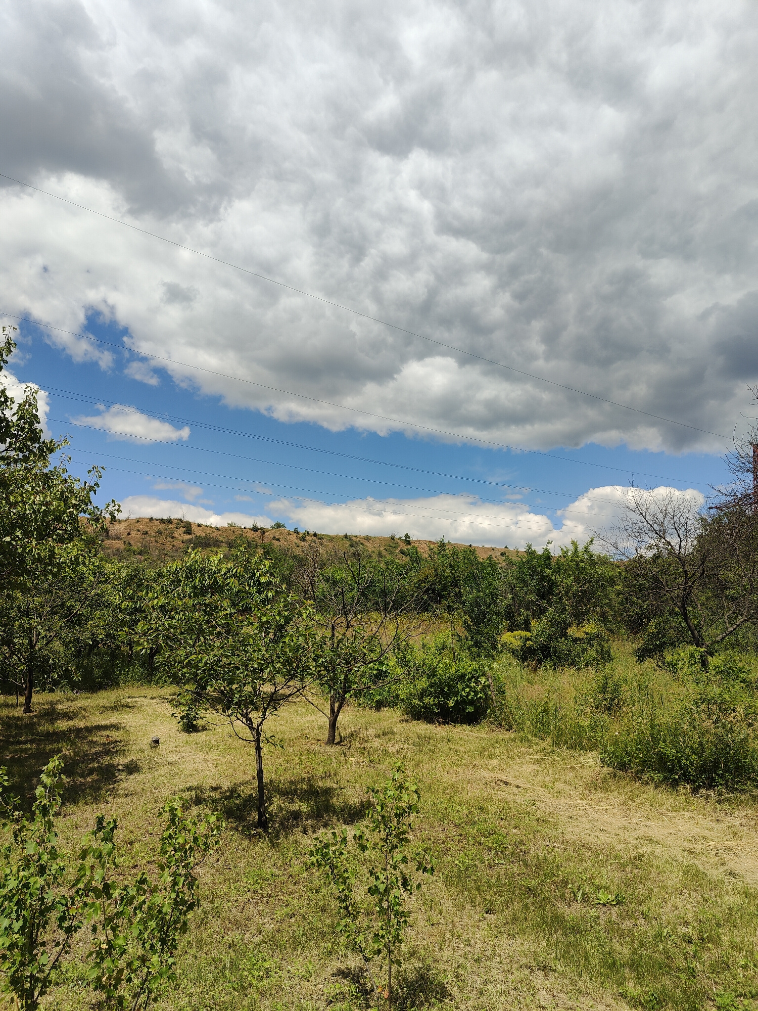 A wide shot captures a verdant hillside under a dramatic, cloudy sky in an unknown location. In the foreground, a mown grassy area is dotted with several young trees and shrubs. The middle ground is a dense collection of green foliage, interspersed with trees. Beyond this, a dry, brown hillside rises, sparsely covered with vegetation and small trees. Power lines stretch horizontally across the sky in the upper portion of the frame. The sky itself is a mix of bright blue patches and large, dark grey clouds, suggesting an approaching storm.