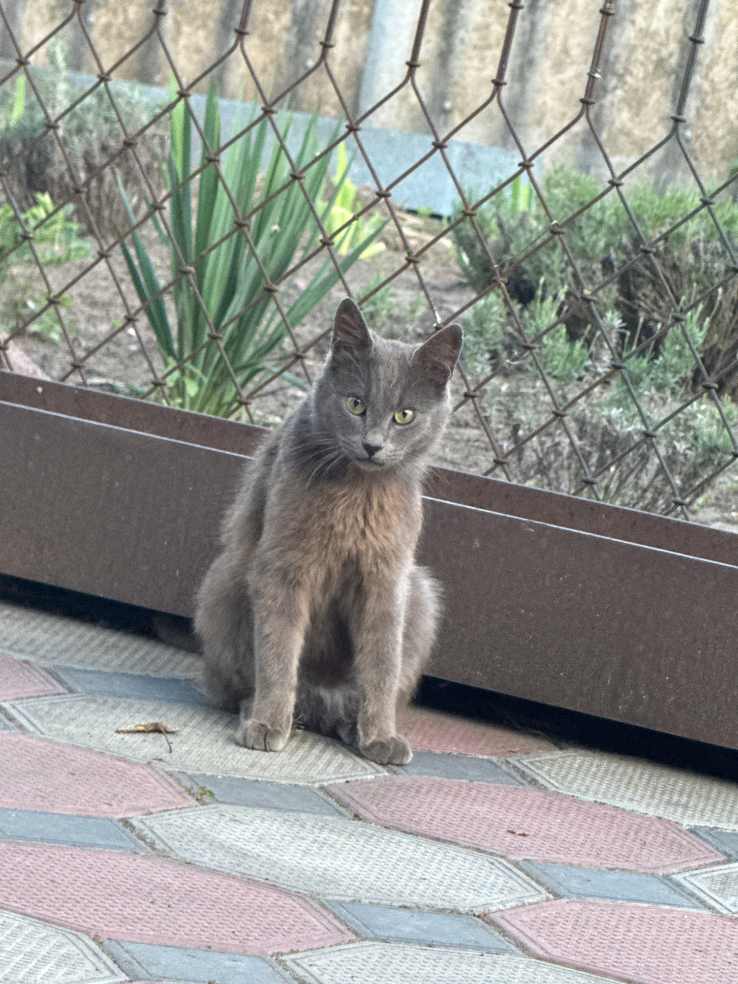 A medium shot captures a grey cat sitting on a patterned brick walkway in Bohunove, Ukraine. The cat, with yellow eyes and pointed ears, faces forward, its gaze directed towards the viewer. Behind the cat, a dark brown metal planter box runs horizontally, partially obscuring a chain-link fence. Beyond the fence, a patch of dry earth is visible, with sparse green vegetation and some plants with long, spiky leaves. The lighting suggests it is daytime, possibly late afternoon or early morning, casting soft shadows. The overall scene appears to be an outdoor residential or garden area.