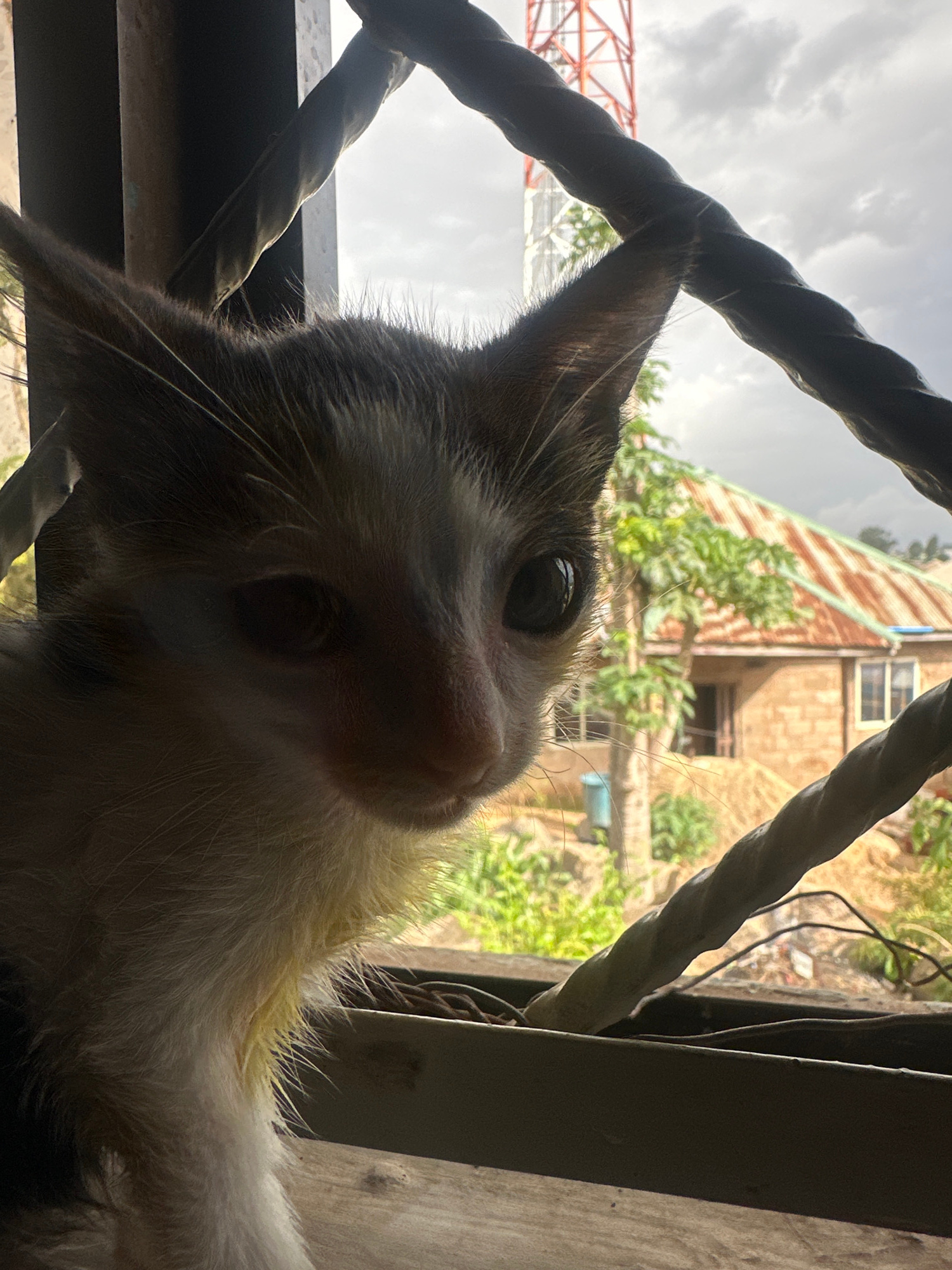 A close-up, low-angle shot captures a young, grey and white kitten peering through metal bars in what appears to be a window. The kitten's fur is soft and fluffy, with large, dark eyes and pink nose. Its head is tilted slightly, giving it a curious expression. In the background, a rustic scene unfolds: a building with a corrugated iron roof stands amidst lush green foliage, and a tall communication tower is visible against a cloudy sky. The overall impression is one of domesticity and a glimpse into everyday life in the city of Jos, Nigeria.
