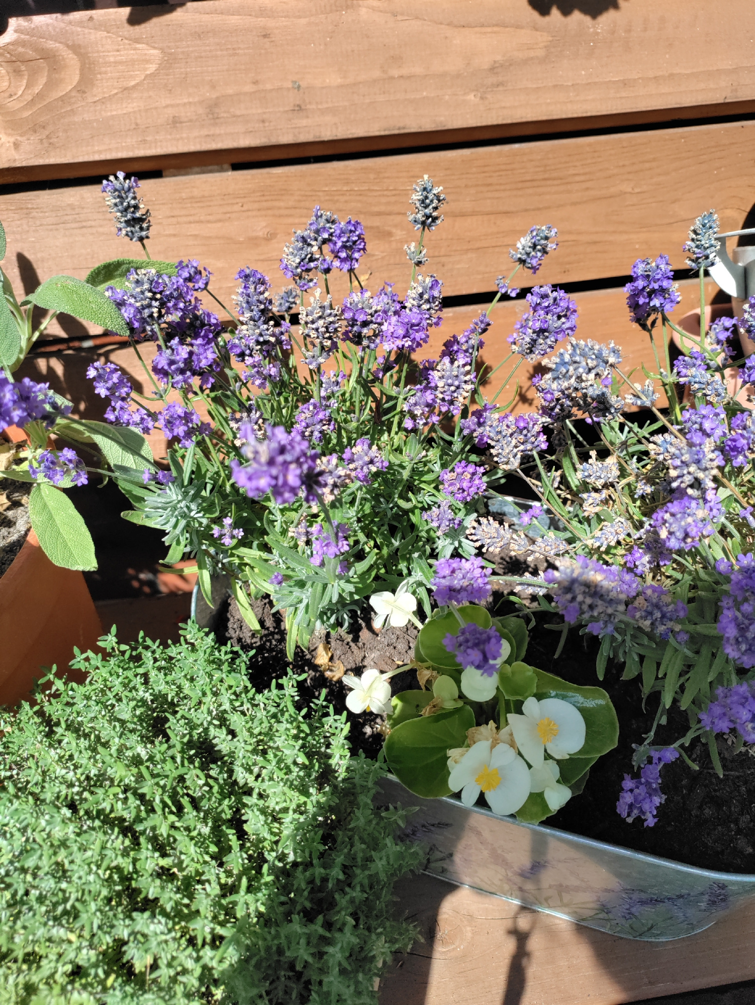 This is a medium shot, outdoor photograph taken on a sunny day in Itzehoe, Germany. The primary subjects are a variety of flowering plants arranged in a metal planter box. Dominating the scene are several stalks of lavender, their purple blooms clustered tightly together. Interspersed with the lavender are smaller green plants, including what appears to be thyme in the foreground, and some broader-leafed plants with small white and yellow flowers, possibly begonia. A few leaves of sage are also visible.
The plants are set against a backdrop of weathered wooden planks, suggesting an outdoor setting like a deck or patio. The sunlight casts distinct shadows across the scene, indicating it's likely midday. The overall mood is serene and natural, highlighting the beauty of the potted garden. There is no text visible in the image.