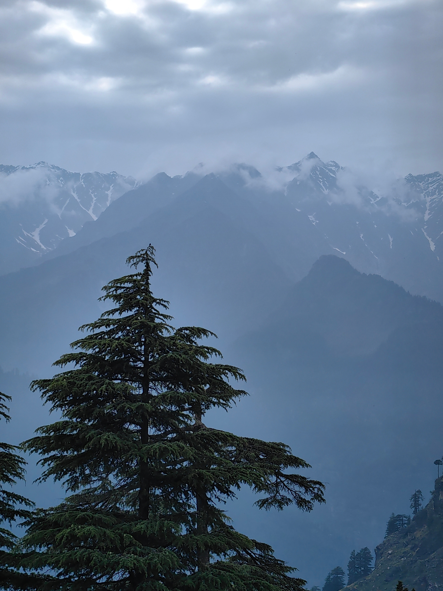 This vertical, full-frame photograph captures a serene, overcast mountain landscape. In the foreground, a large, dark green evergreen tree dominates the left and center of the frame, its branches extending horizontally. Its peak reaches towards the sky, and a single, dark bird is perched atop its highest branch.
In the middle ground, a series of layered, hazy blue mountains recede into the distance. The peaks of these mountains are capped with snow, particularly visible on the left side. The sky above is a pale gray, filled with heavy, diffused clouds that obscure the sun.
To the far right, a steep, rocky incline is visible, dotted with a few more evergreen trees. The overall atmosphere is tranquil and somewhat moody due to the cloudy conditions. The image is composed to emphasize the majestic scale of the mountains and the imposing presence of the foreground tree. The location is specified as Siumsa, India.