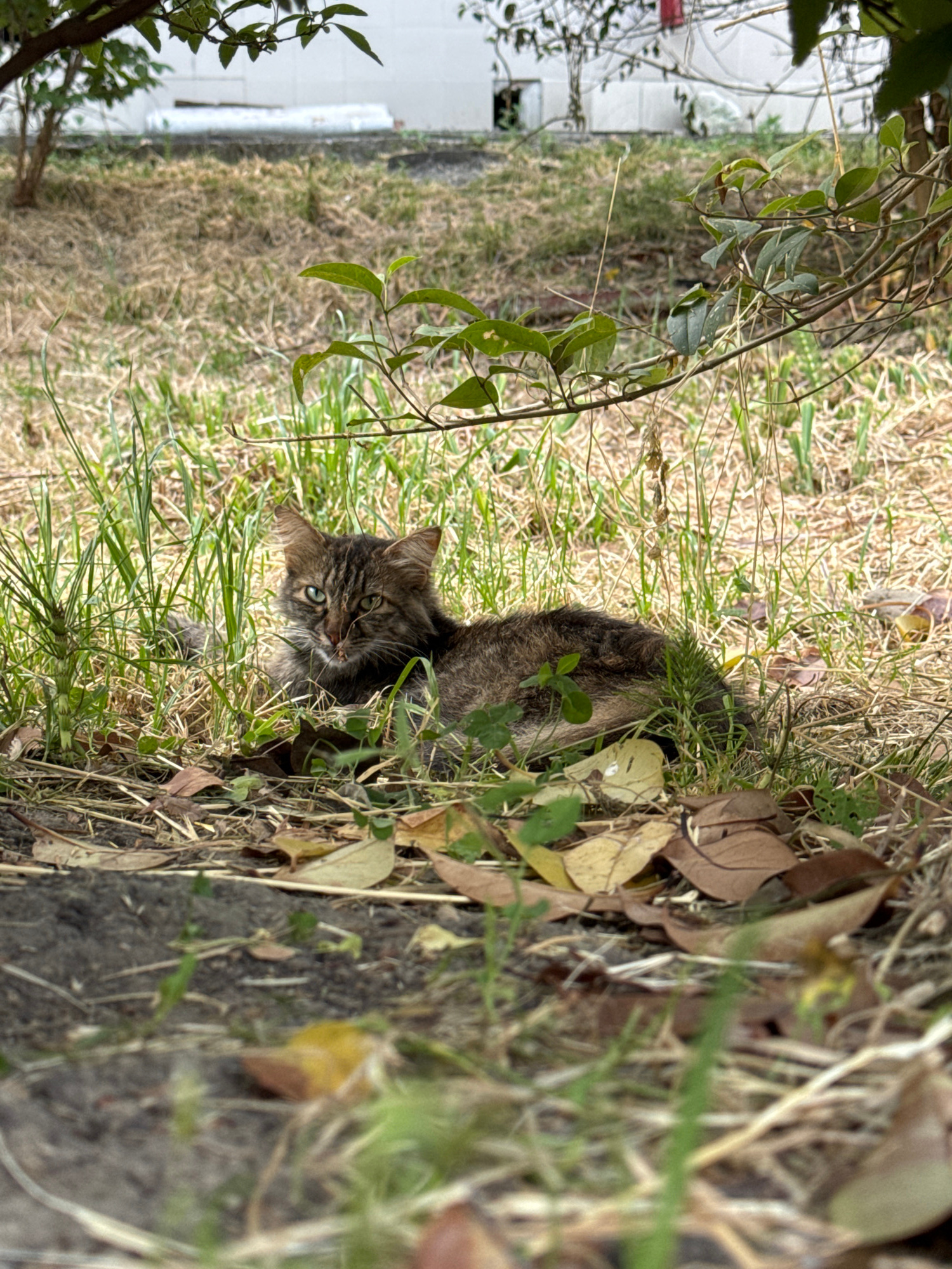 The media file shows a tabby cat partially hidden in dry grass and fallen leaves, with some green foliage in the foreground. The cat's head is turned towards the camera, and it has green eyes. The background is out of focus, but appears to be a grassy area next to a white structure. The lighting suggests it is daytime, with dappled sunlight. The overall impression is a natural outdoor setting, possibly a garden or park. The cat appears alert.
