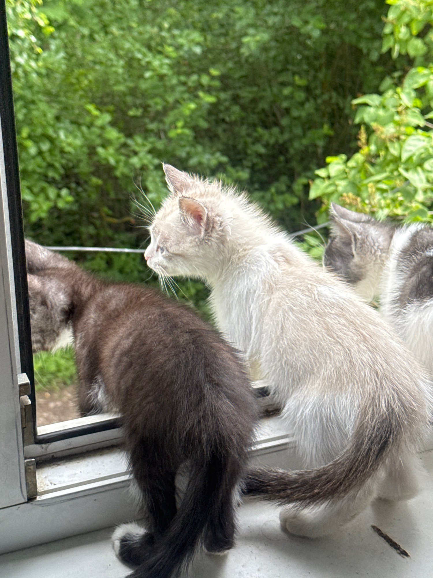 Three kittens are positioned on a windowsill, with greenery visible outside the window. A dark-furred kitten is on the left, facing away from the viewer and looking out the window. To its right, a lighter-furred kitten is also looking out the window, with its body facing the viewer. A third kitten, mostly gray and white, is partially visible behind the lighter-furred kitten. The windowsill appears to be made of a white material and has some dirt and debris on it. The scene is located in Zaokskiy, Russia.