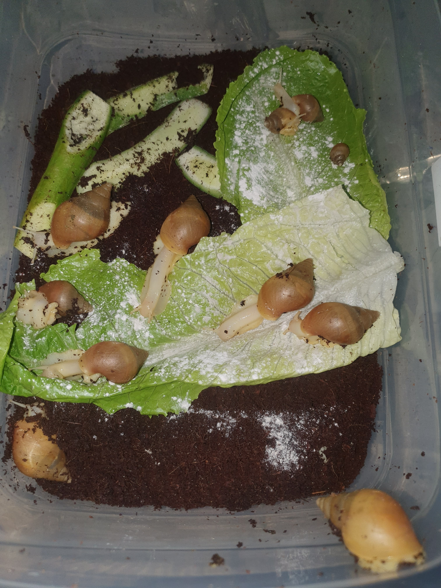 The image shows a clear plastic container filled with dark, moist soil and shredded coconut fiber. Several large, light brown snails with conical shells are visible within the container. Some snails are resting on pieces of green lettuce, while others are partially buried in the soil. There are also several pieces of what appears to be partially eaten cucumber rind scattered throughout the container. A fine white powder, possibly calcium supplement, is sprinkled on some of the lettuce leaves and soil. The lighting suggests an indoor environment. This image does not provide any information that would indicate a specific location in the city of Shiraz, Iran.